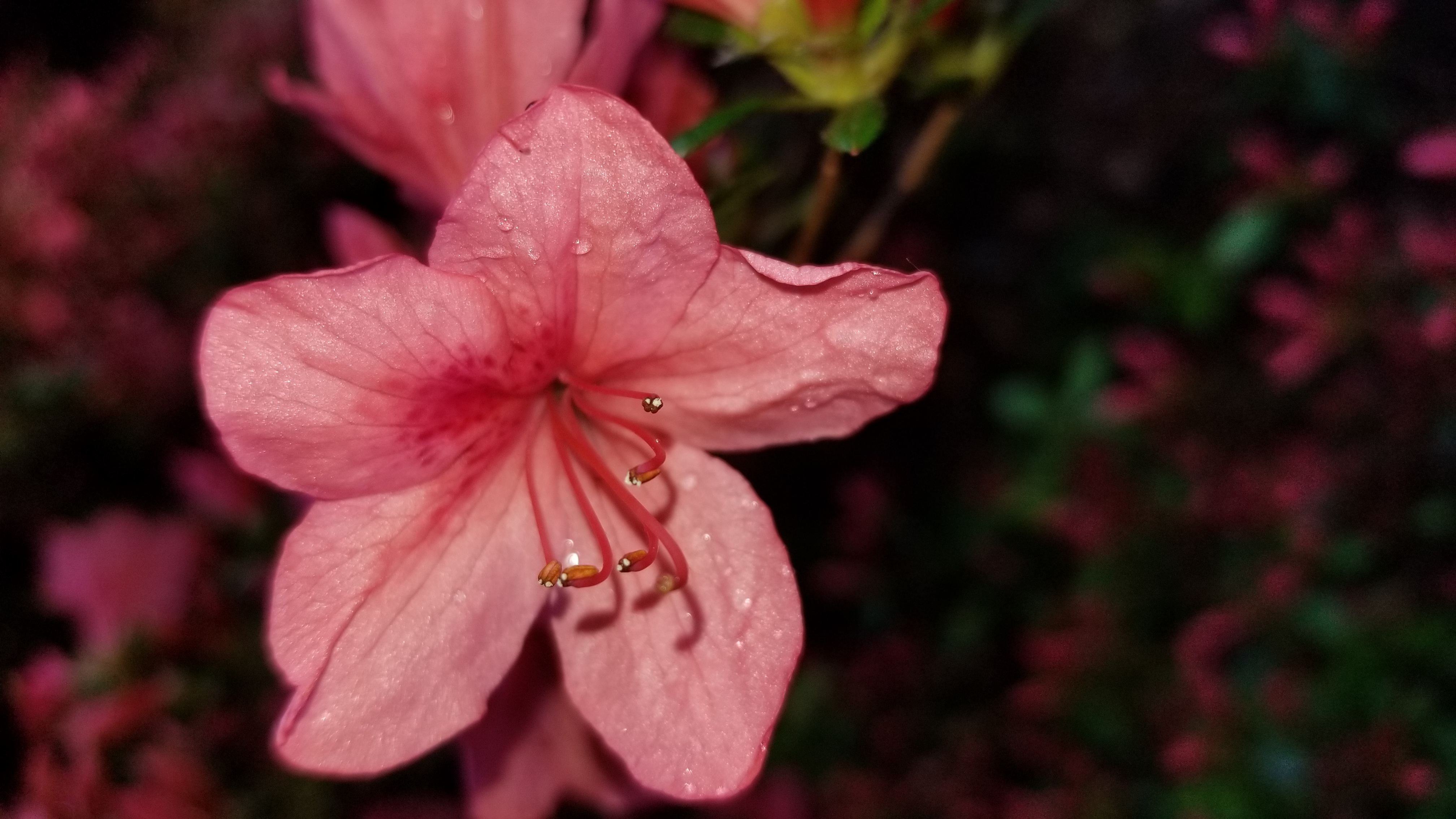 Rhododendron nipponicum photo