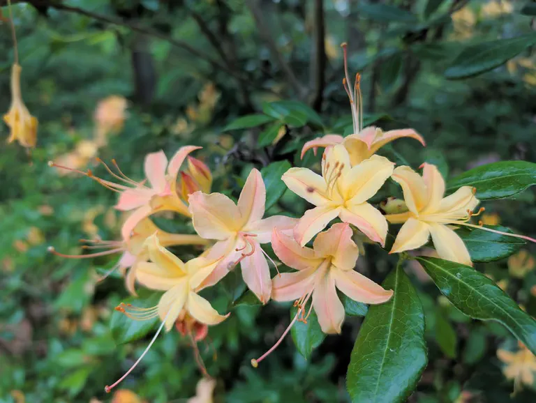 Photo of R. 'Golden Showers', Deciduous Azalea Hybrid
