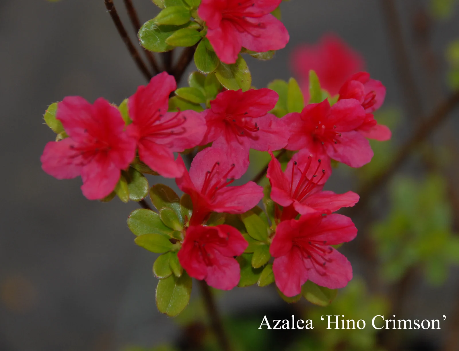 R. 'Hino-crimson' photo of R. 'Hino-crimson'. Location: Fearing's Farm Nursery, Abbotsford, BC, Canada. Photo by: Harold Fearing