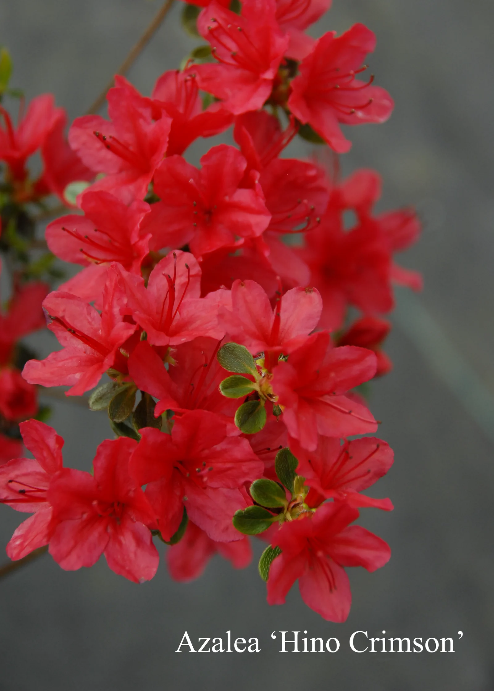 R. 'Hino-crimson' photo of R. 'Hino-crimson'. Location: Fearing's Farm Nursery, Abbotsford, BC, Canada. Photo by: Harold Fearing
