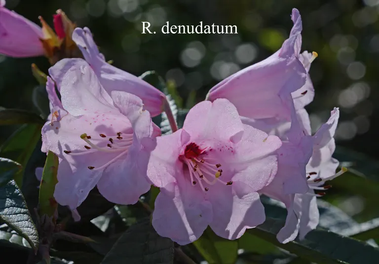 Photo of R. denudatum, Species