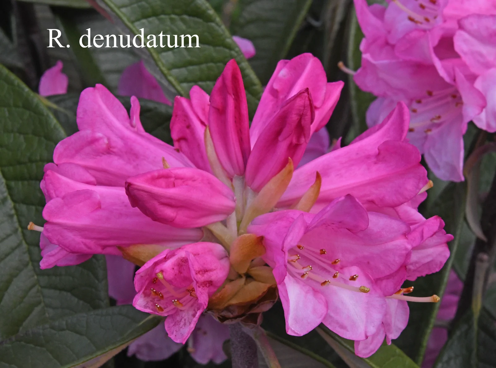 R. denudatum photo of R. denudatum. Location: Fearing's Farm Nursery, Abbotsford, BC, Canada. Photo by: Harold Fearing