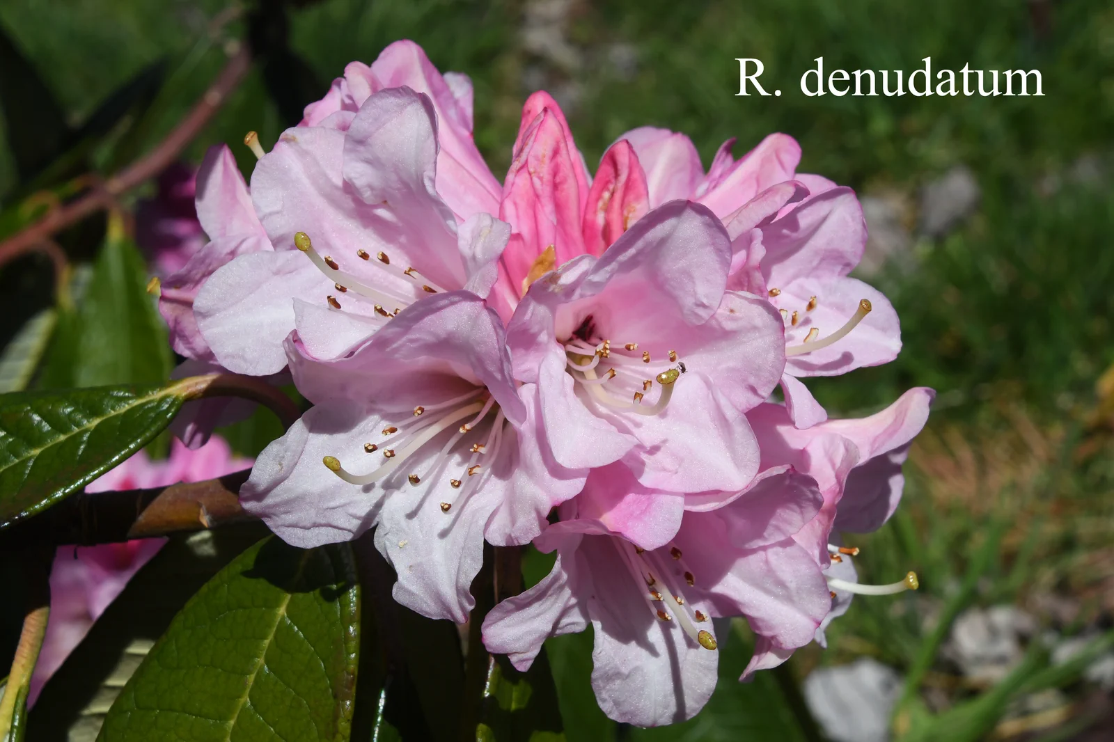 R. denudatum photo of R. denudatum. Location: Fearing's Farm Nursery, Abbotsford, BC, Canada. Photo by: Harold Fearing