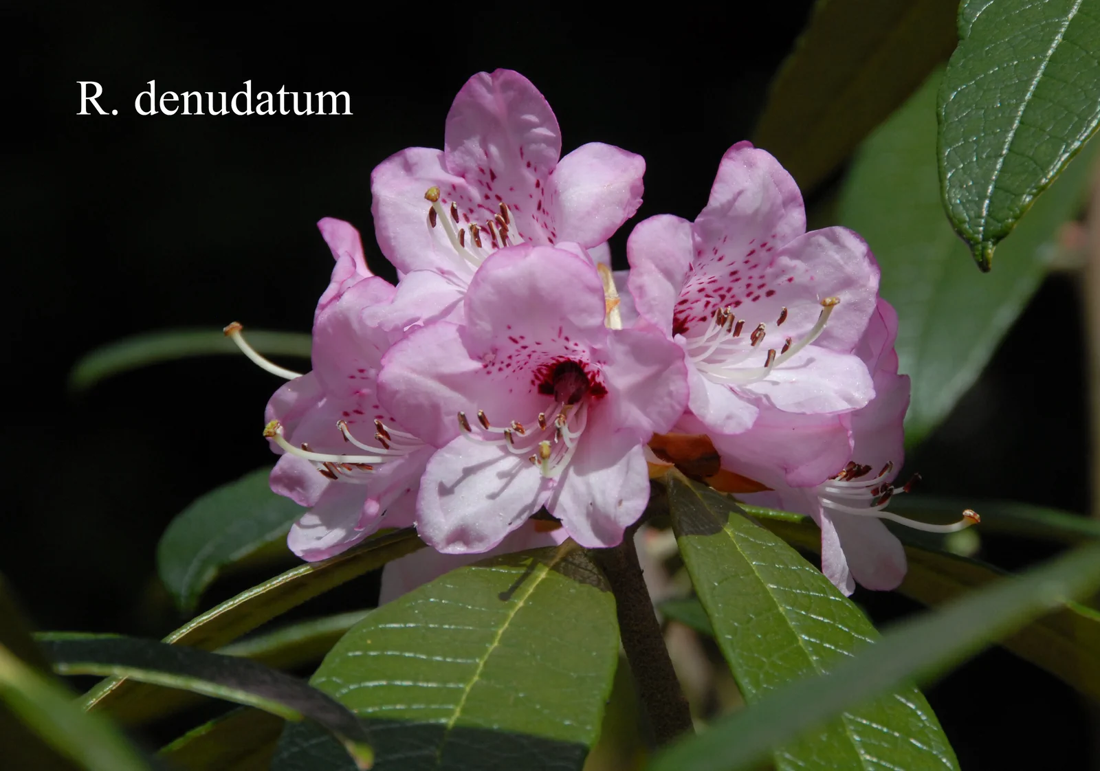 R. denudatum photo of R. denudatum. Location: Fearing's Farm Nursery, Abbotsford, BC, Canada. Photo by: Harold Fearing