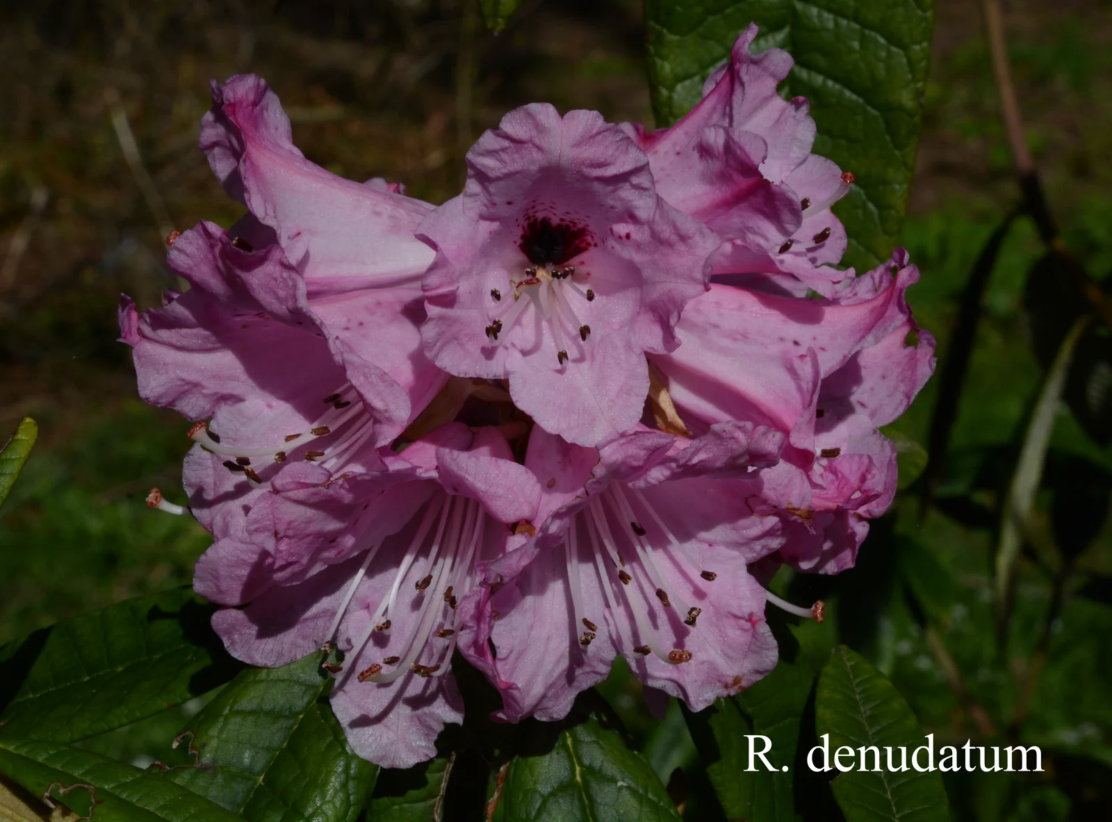 R. denudatum photo of R. denudatum. Location: Fearing's Farm Nursery, Abbotsford, BC, Canada. Photo by: Harold Fearing