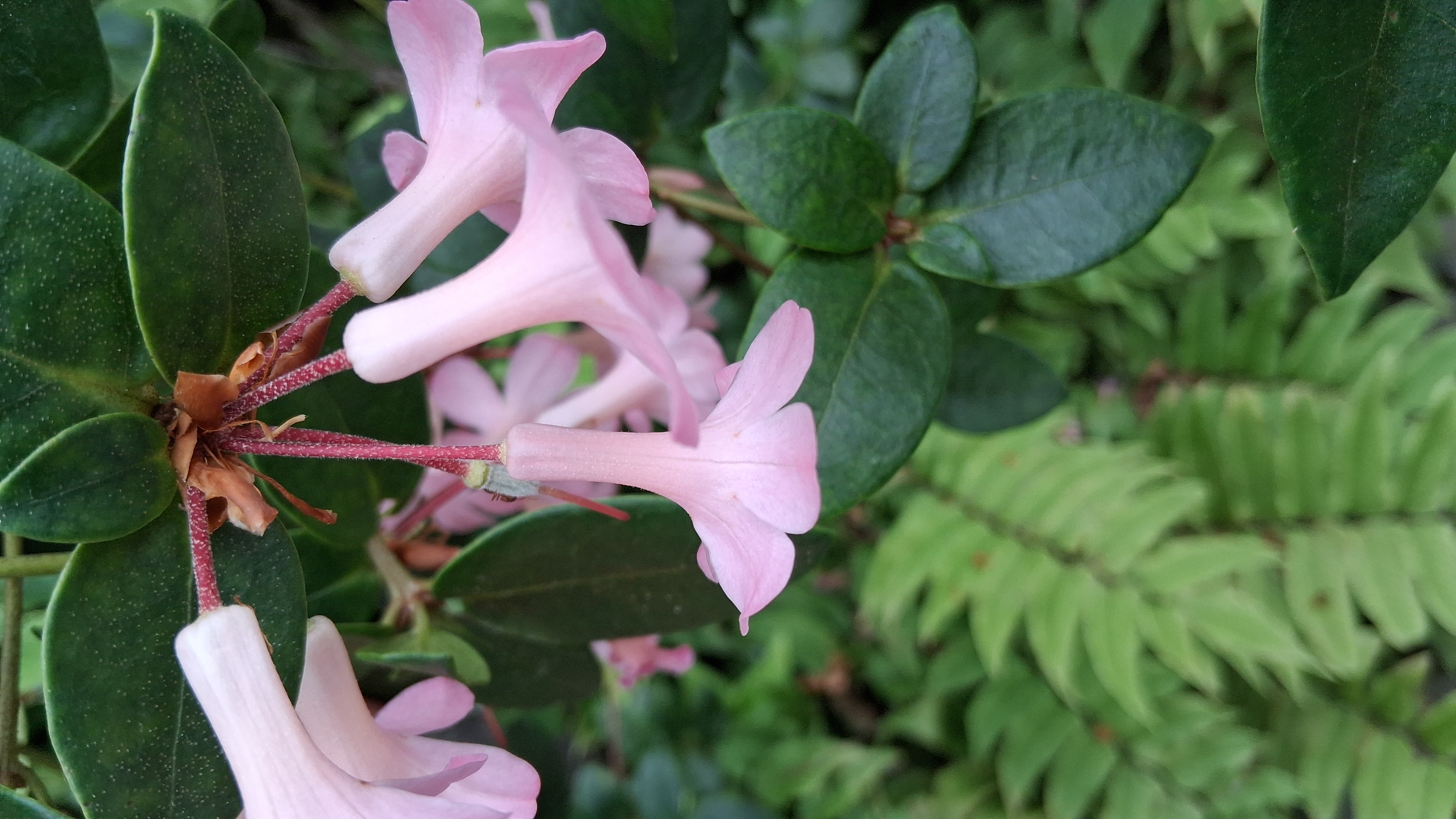 Rhododendron stevensianum photo