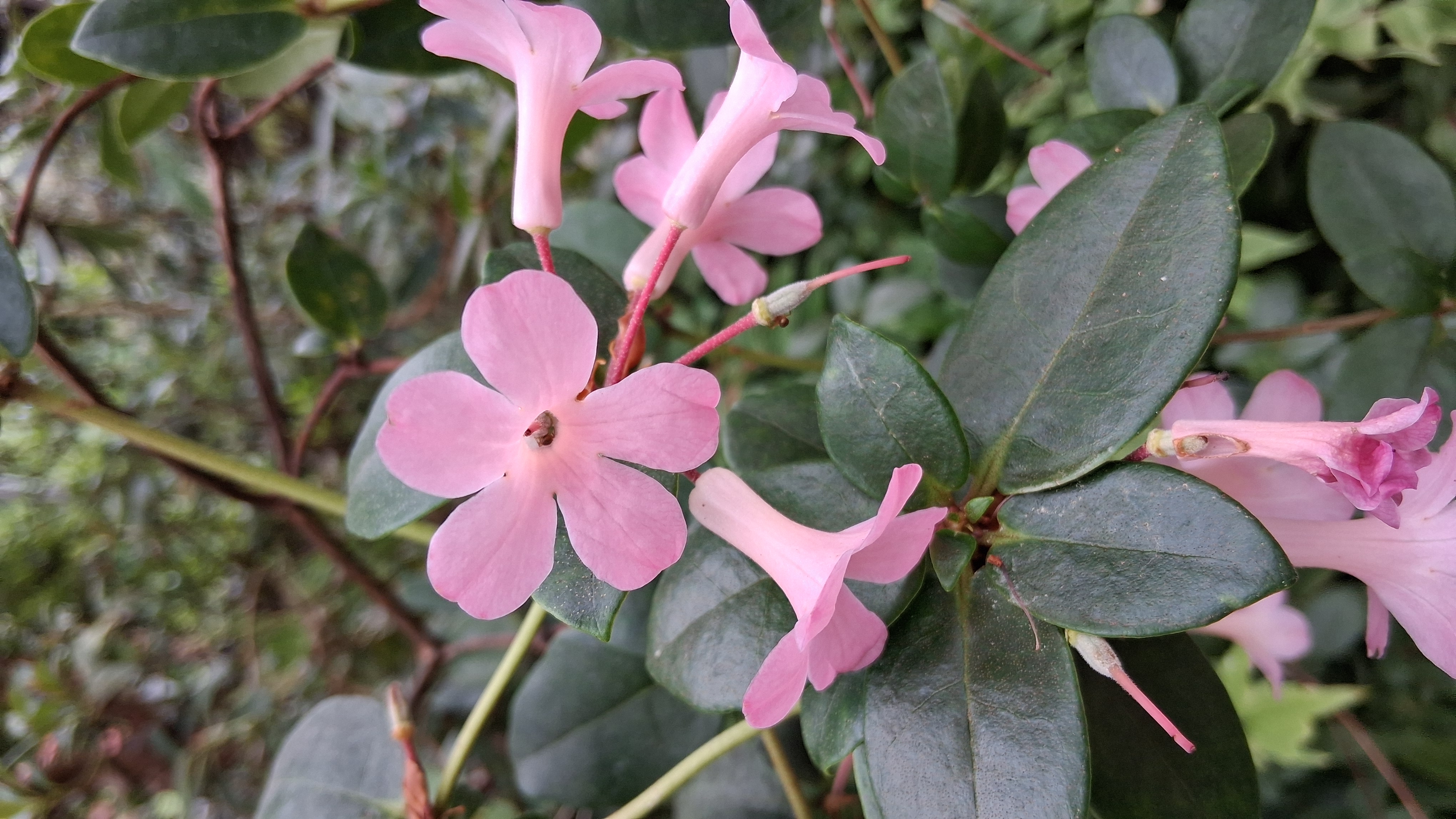 Rhododendron stevensianum photo