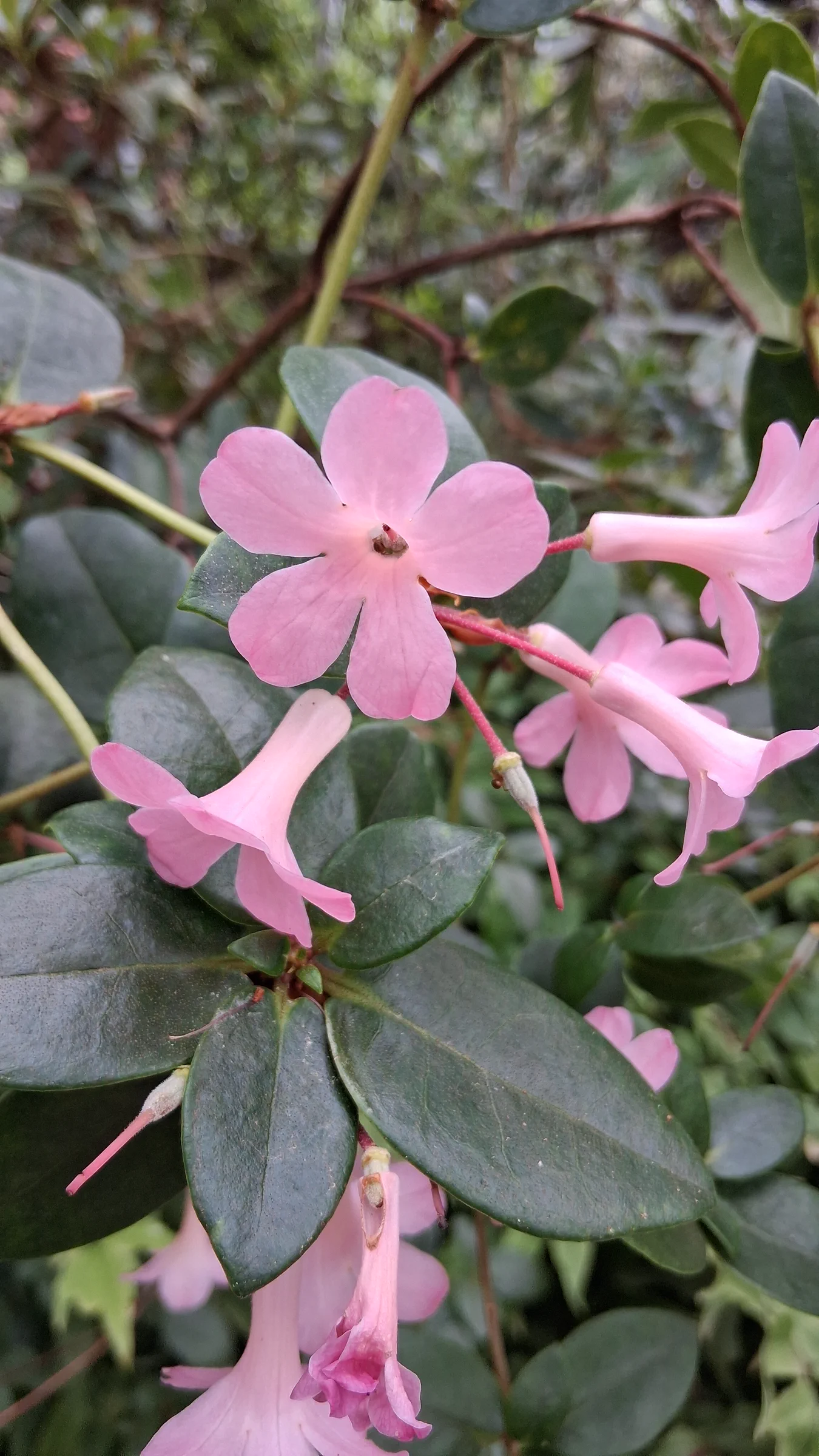 R. stevensianum photo of R. stevensianum. R. stevensianum flowers.. Location: Rhododendron Species Botanical Garden. Photo by: Thatrhodylady