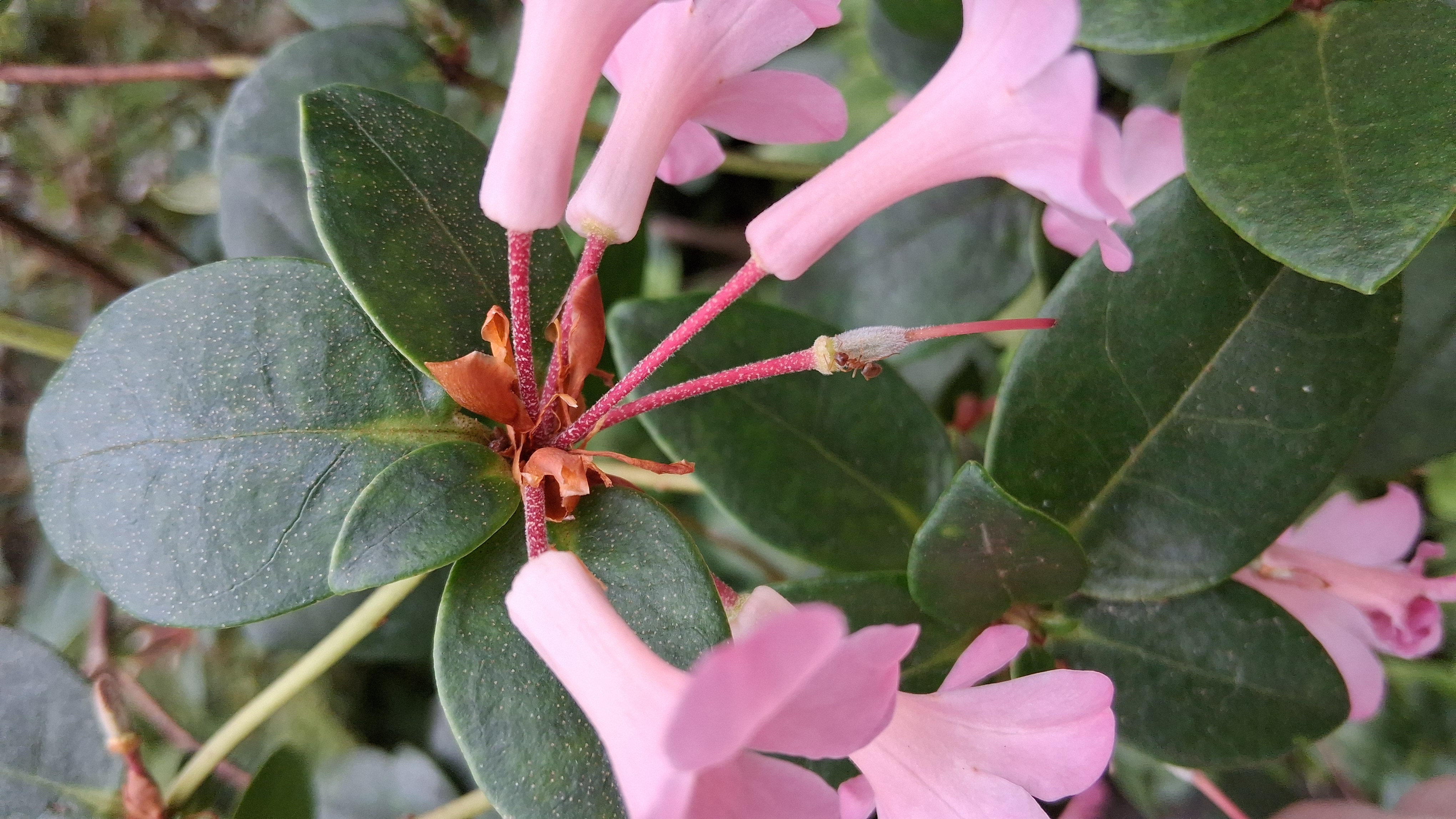 Rhododendron stevensianum photo