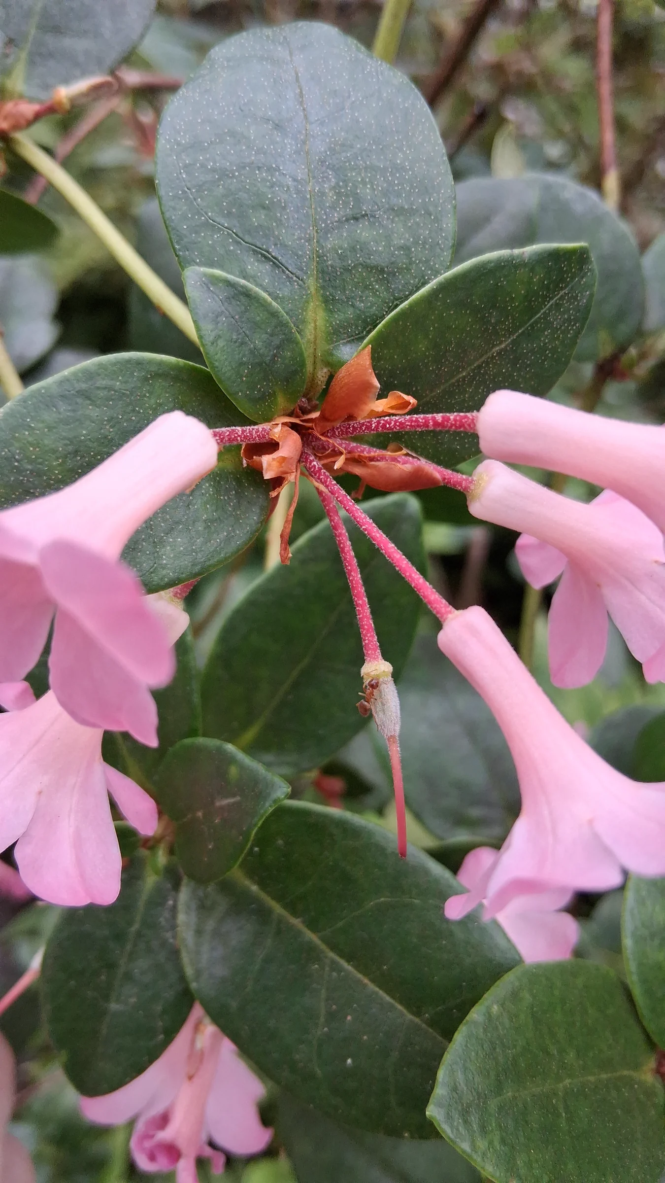 R. stevensianum photo of R. stevensianum. R. stevensianum short glandular hairs along the pedicel.. Location: Rhododendron Species Botanical Garden. Photo by: Thatrhodylady