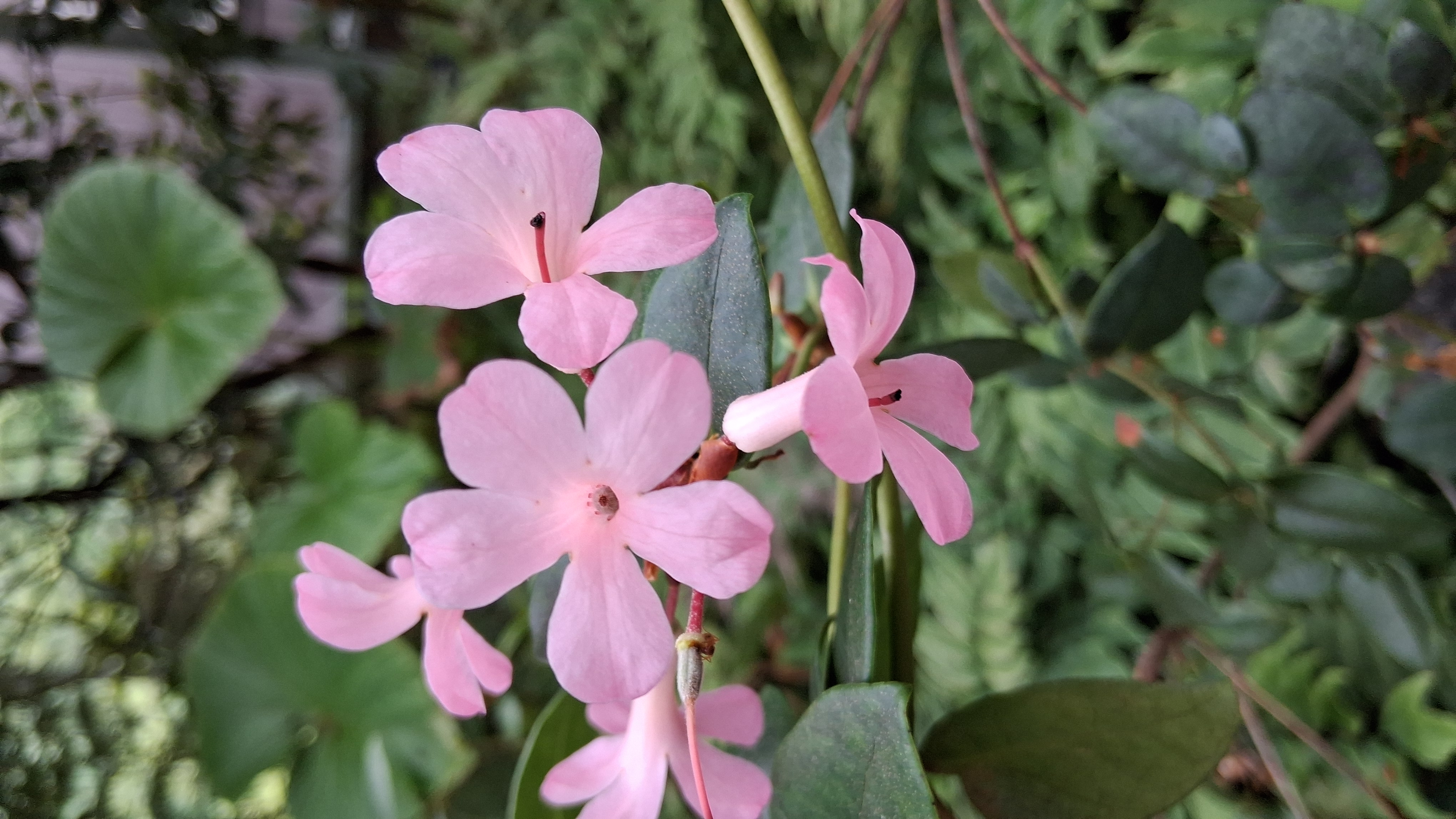Rhododendron stevensianum photo