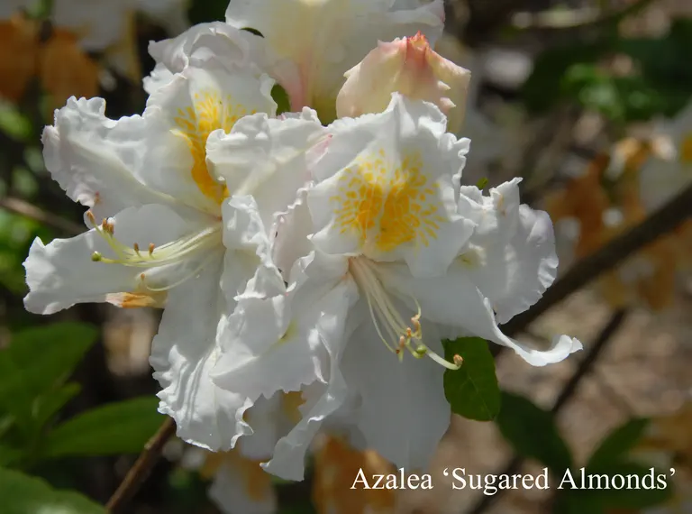 Photo of R. 'Sugared Almond', Deciduous Azalea Hybrid