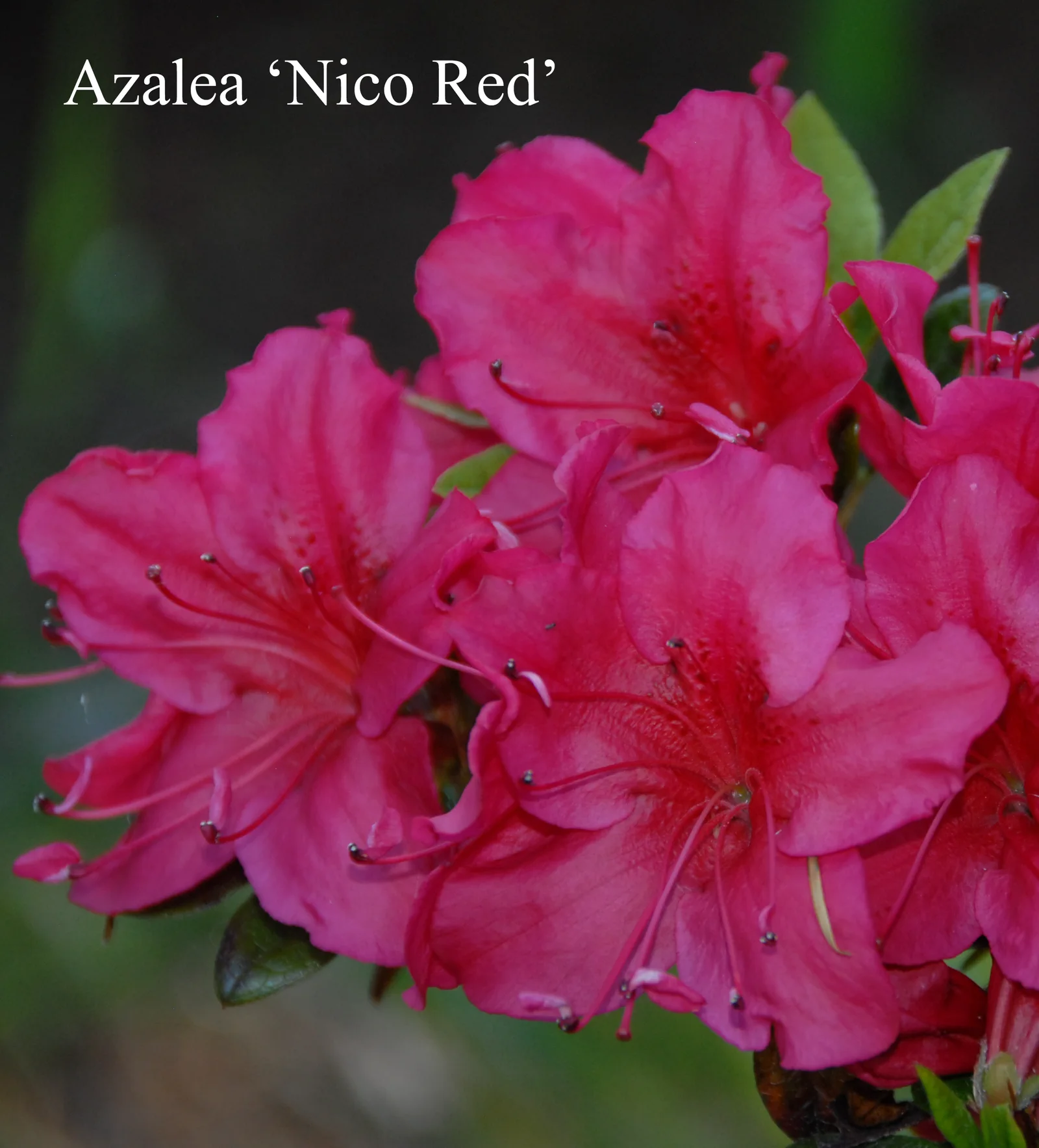 R. 'Nico' photo of R. 'Nico'. Location: Fearing's Farm Nursery, Abbotsford, BC, Canada. Photo by: Harold Fearing