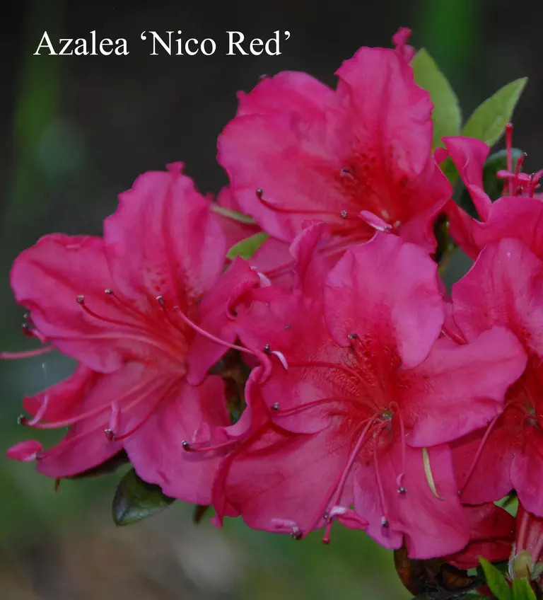 Photo of R. 'Nico', Evergreen Azalea Hybrid