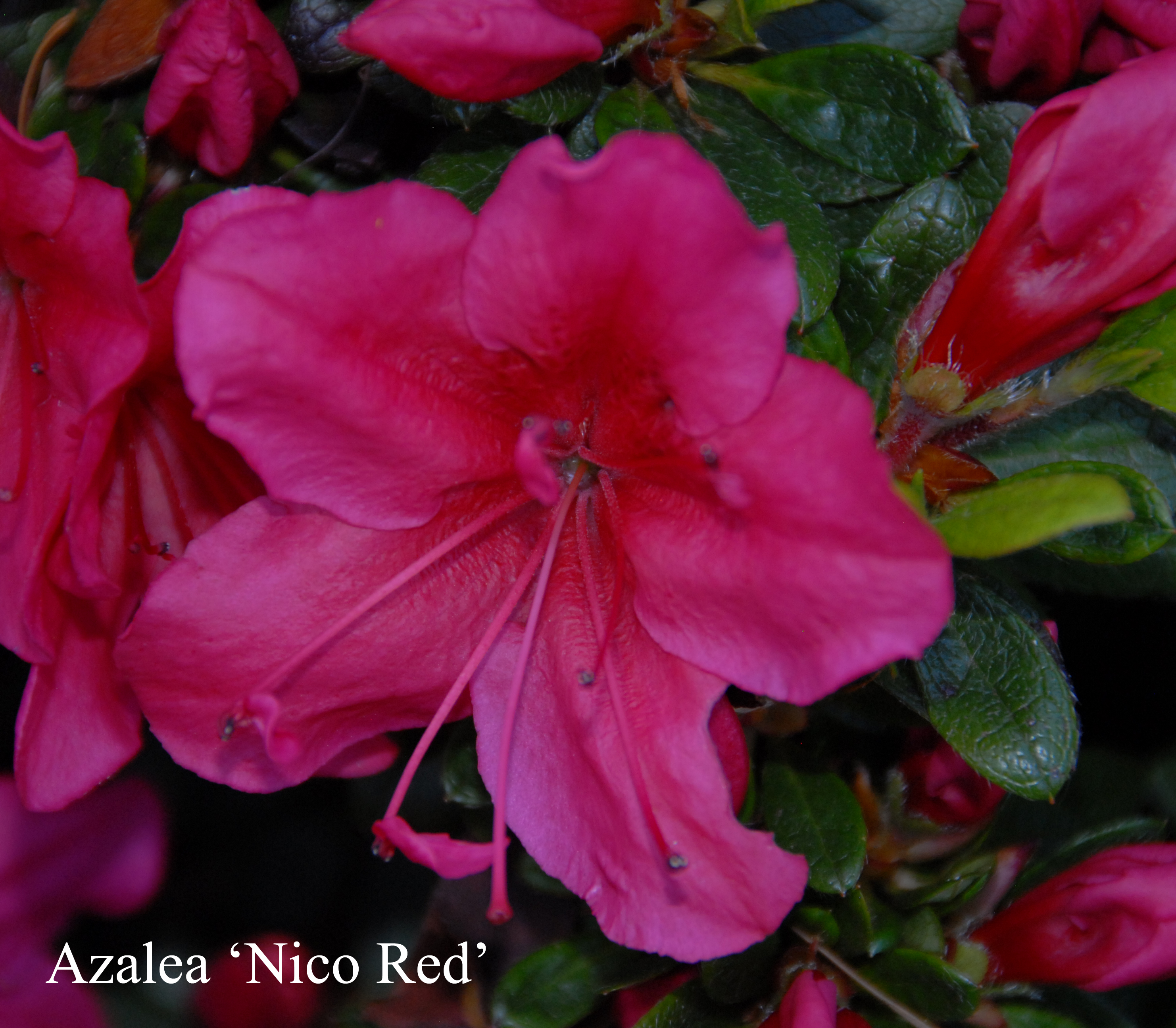 Rhododendron Nico photo