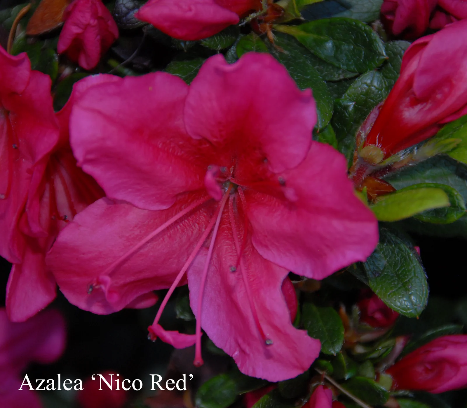 R. 'Nico' photo of R. 'Nico'. Location: Fearing's Farm Nursery, Abbotsford, BC, Canada. Photo by: Harold Fearing
