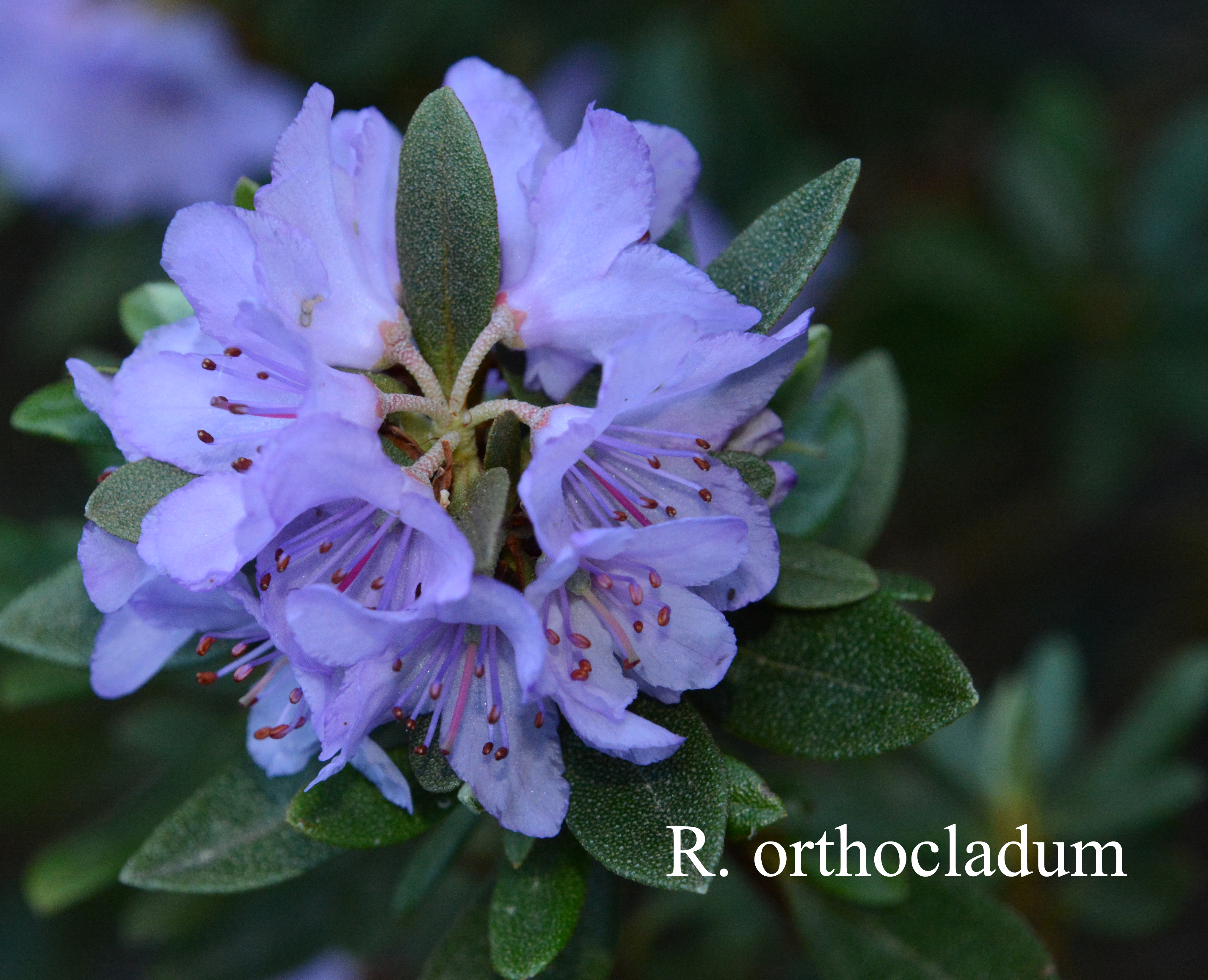 Rhododendron orthocladum var orthocladum photo