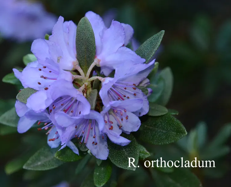 Photo of R. orthocladum var orthocladum, Species