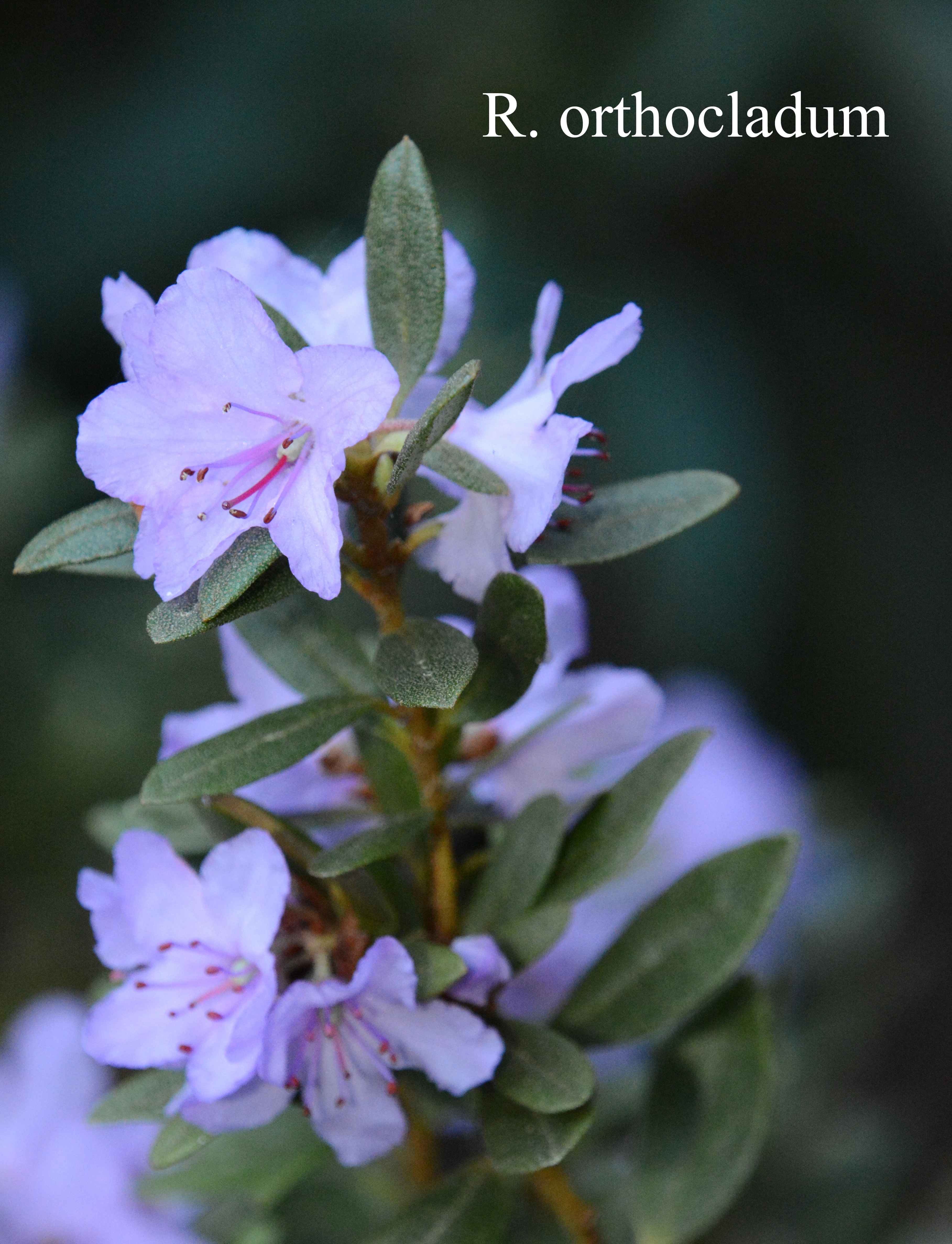 Rhododendron orthocladum var orthocladum photo