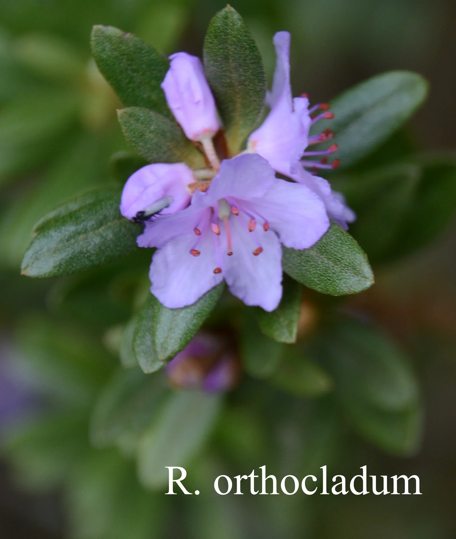 R. orthocladum var orthocladum photo of R. orthocladum var orthocladum. Location: Fearing's Farm Nursery, Abbotsford, BC, Canada. Photo by: Harold Fearing