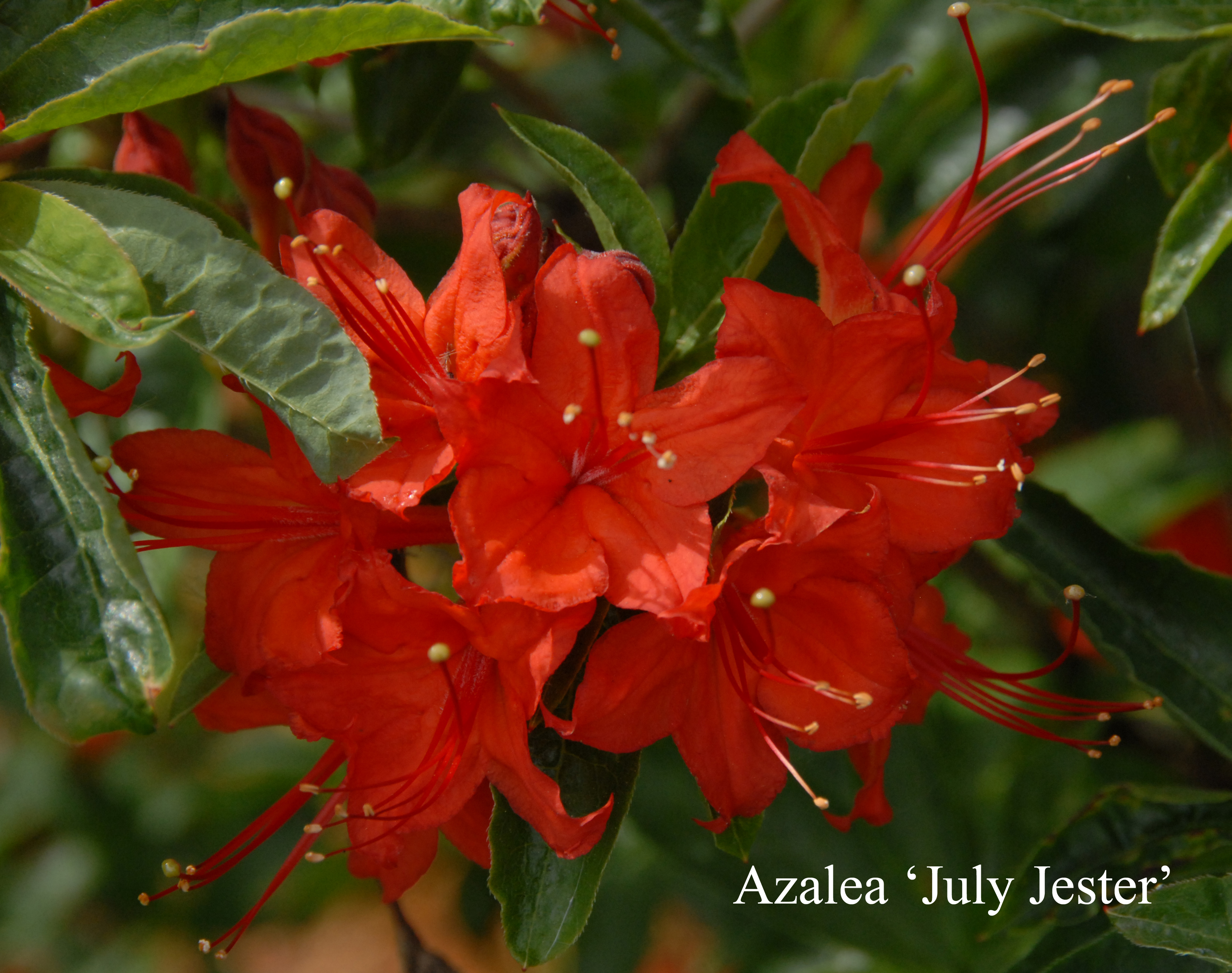 Rhododendron July Jester photo