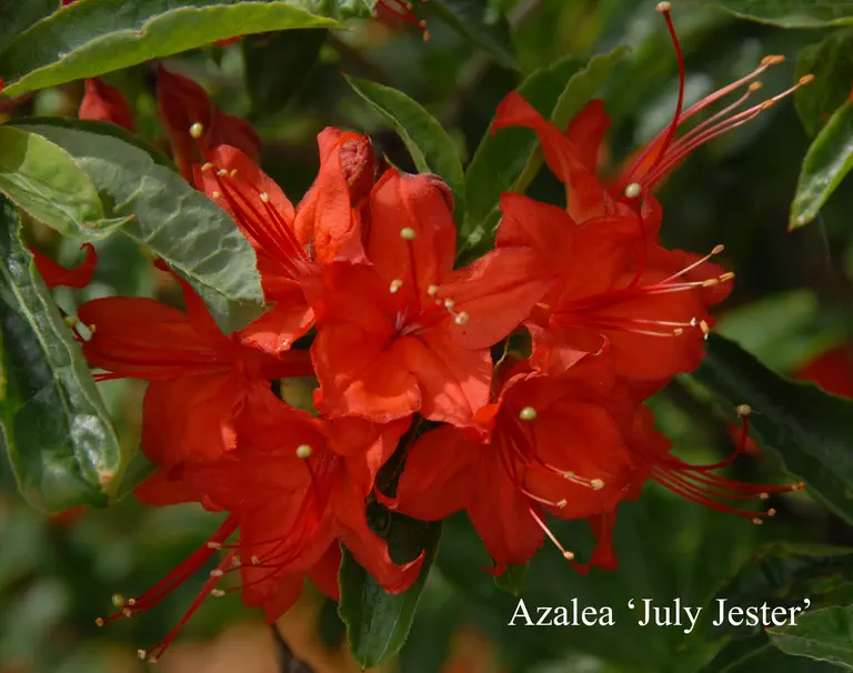 Photo of R. 'July Jester', Deciduous Azalea Hybrid