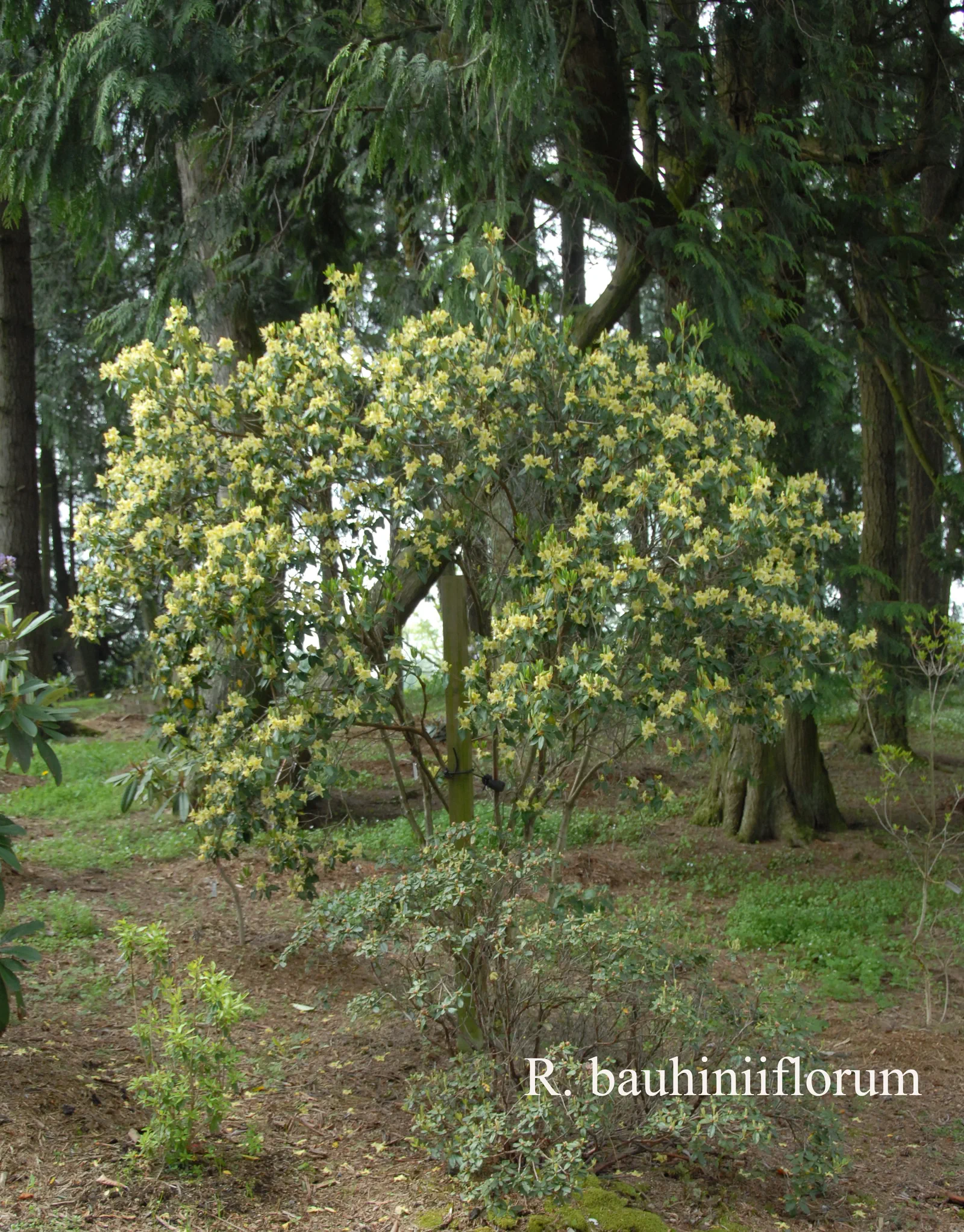 R. triflorum var bauhiniiflorum photo of R. triflorum var bauhiniiflorum. Location: Fearing's Farm Nursery, Abbotsford, BC, Canada. Photo by: Harold Fearing
