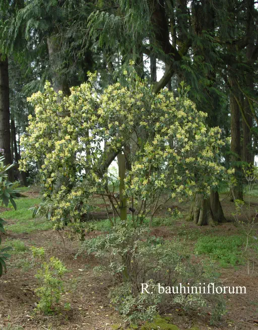 Photo of R. triflorum var bauhiniiflorum, Species