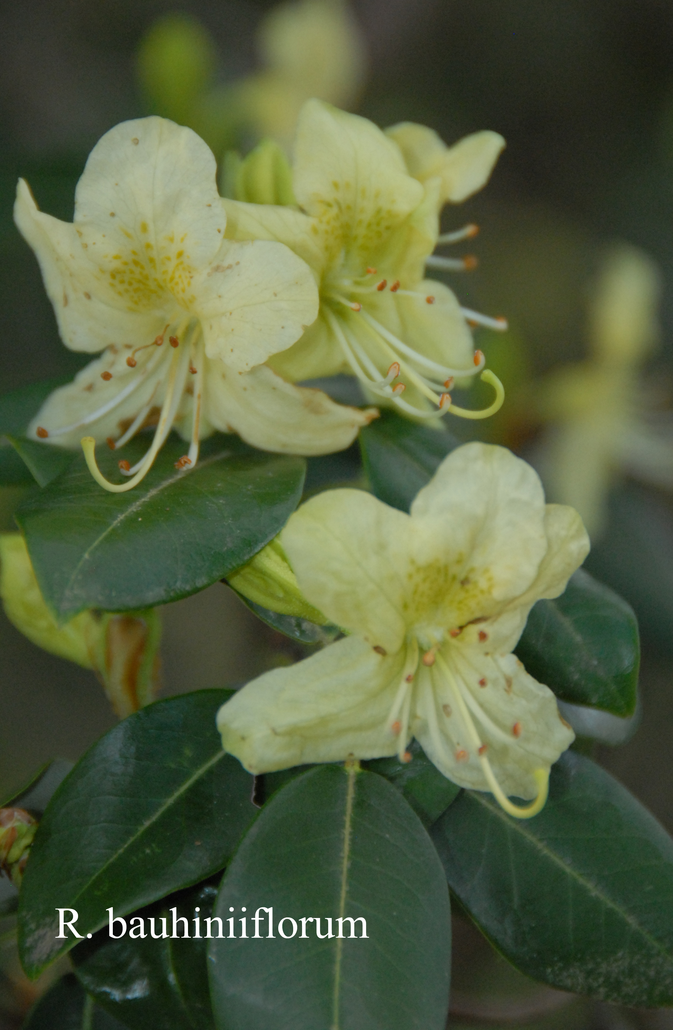 Rhododendron triflorum var bauhiniiflorum photo