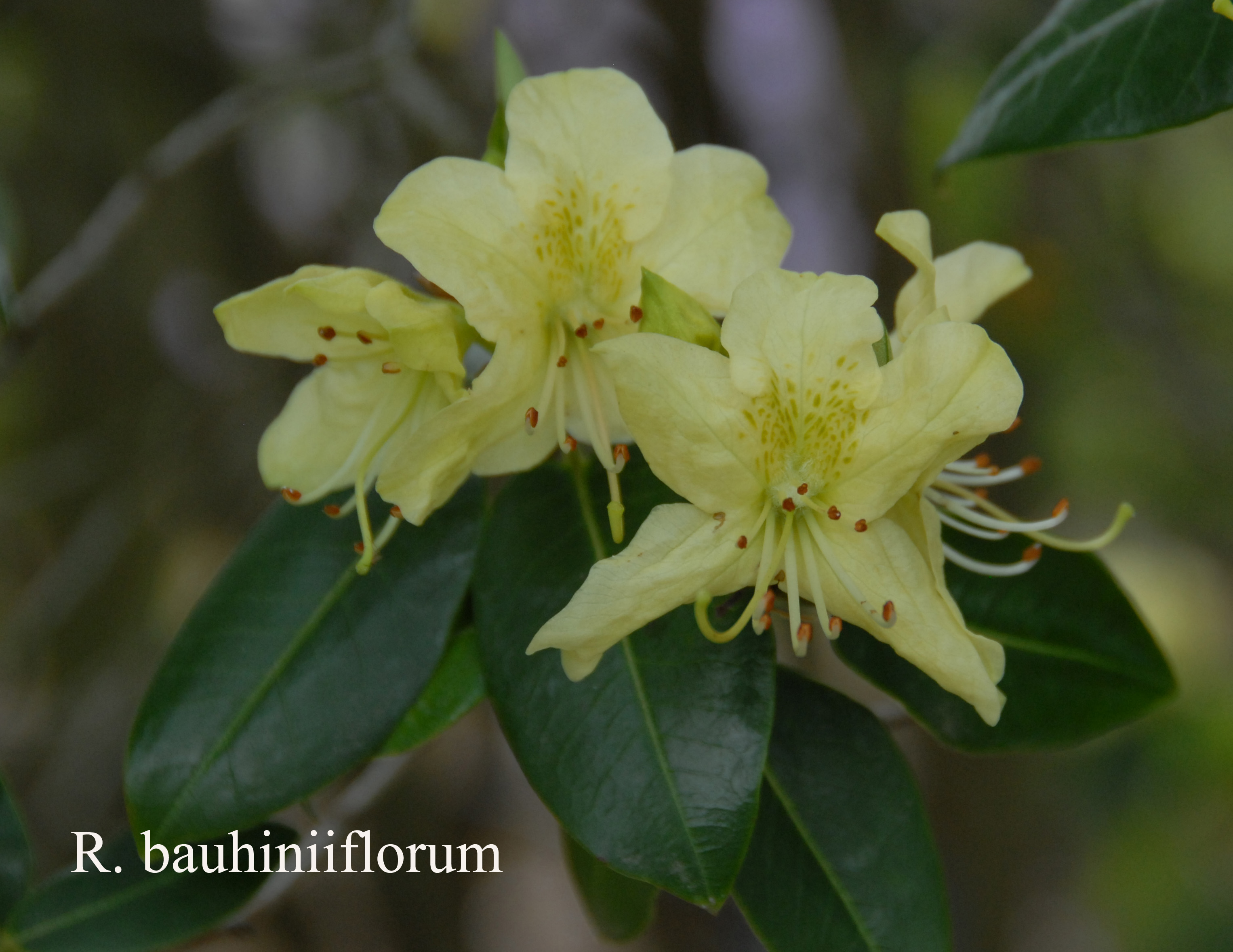 Rhododendron triflorum var bauhiniiflorum photo