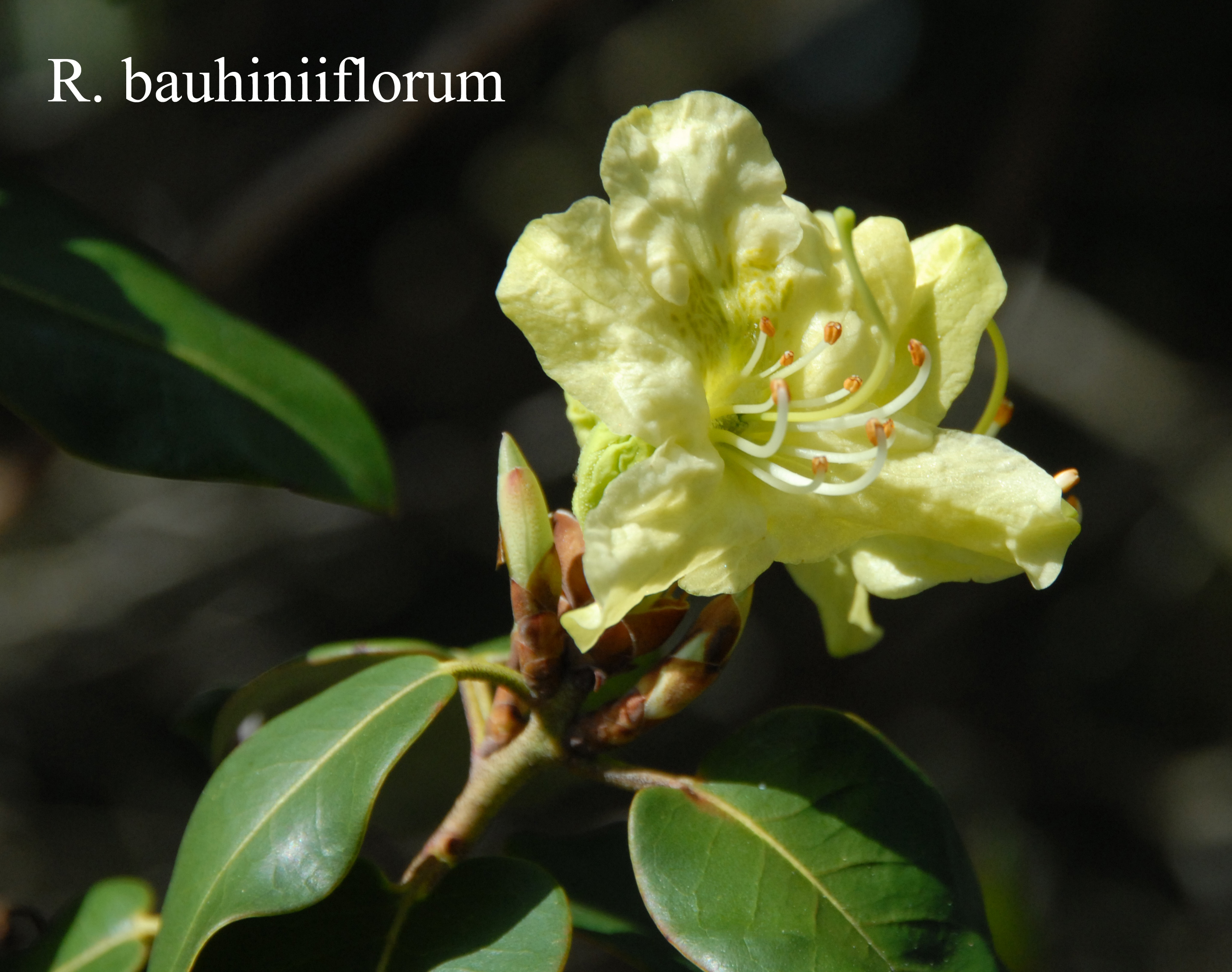 Rhododendron triflorum var bauhiniiflorum photo