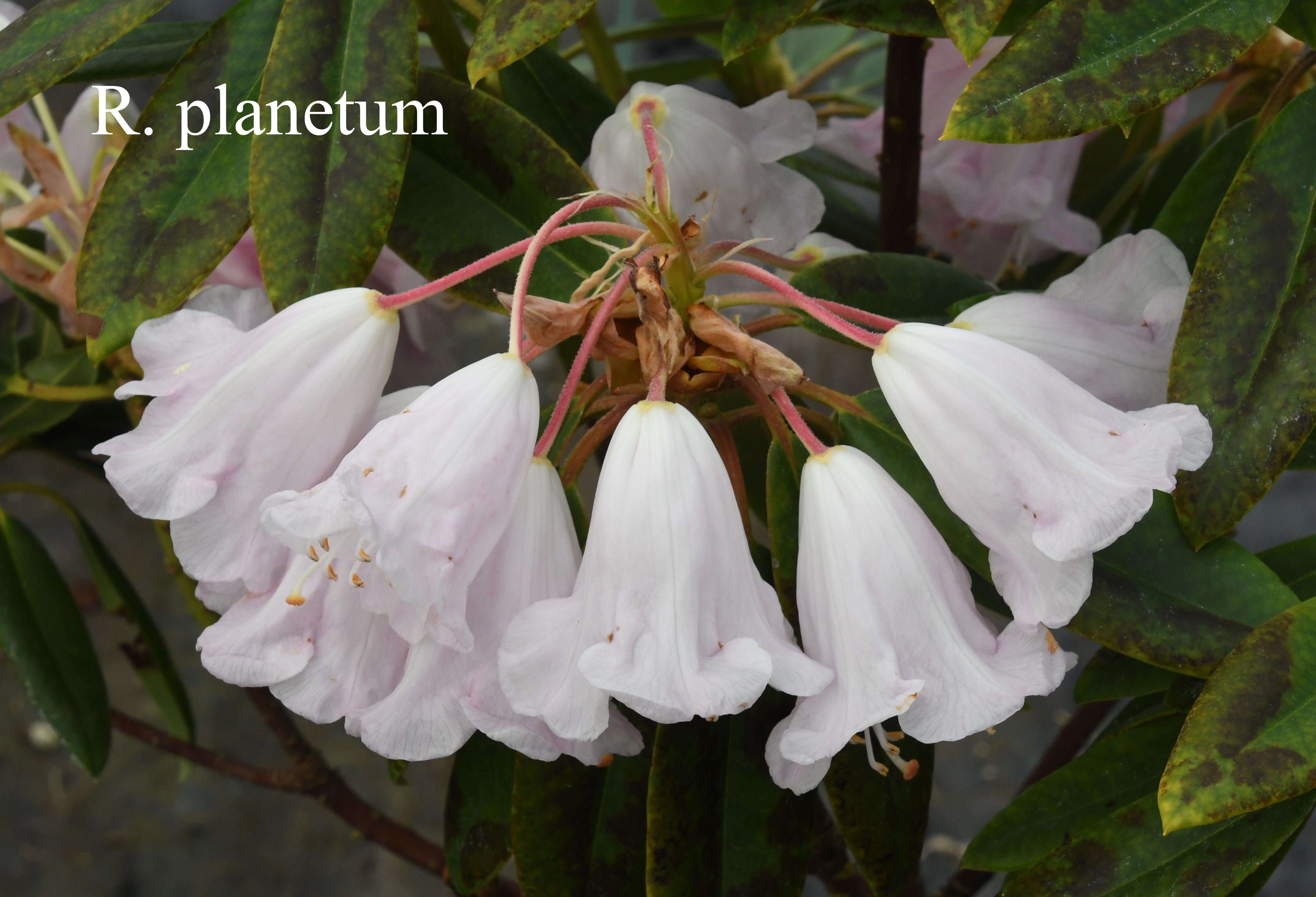 Rhododendron planetum photo