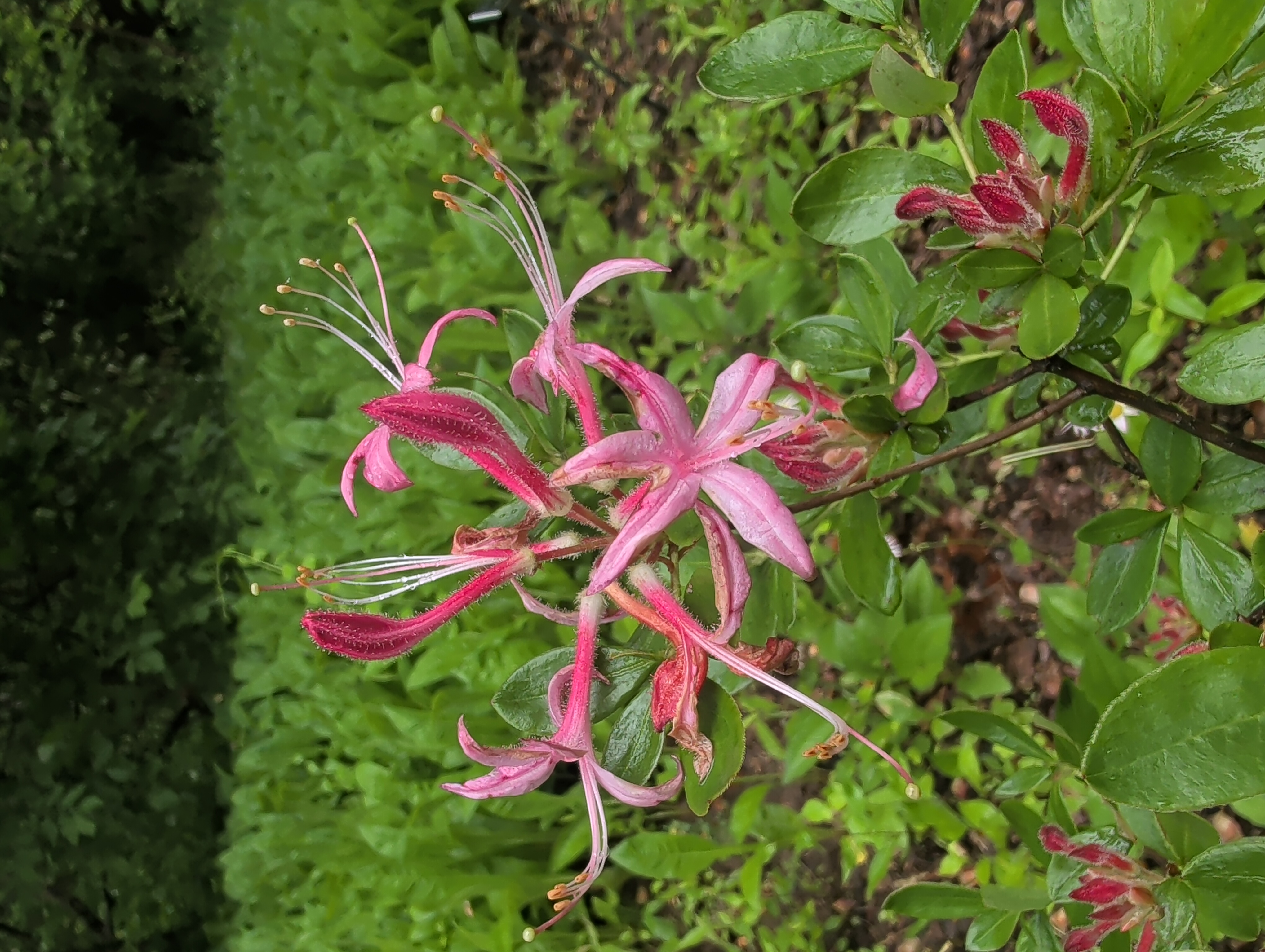 Rhododendron Betty Cummins photo