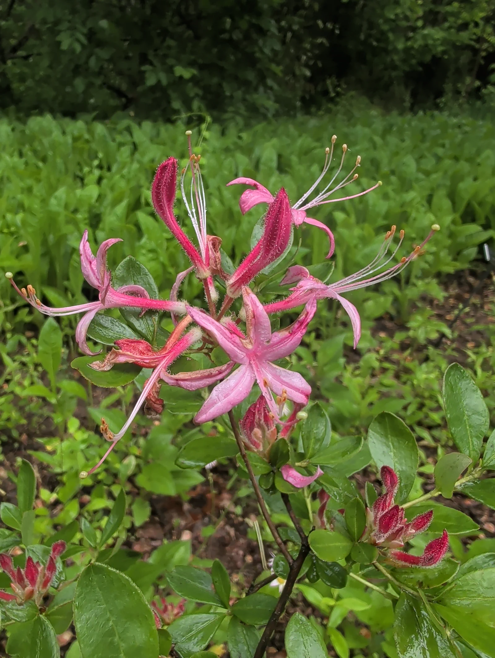 R. 'Betty Cummins' photo of R. 'Betty Cummins'. Photo of truss, flowers, and leaves.. Location: John J. Tyler Arboretum. Photo by: rsaroka