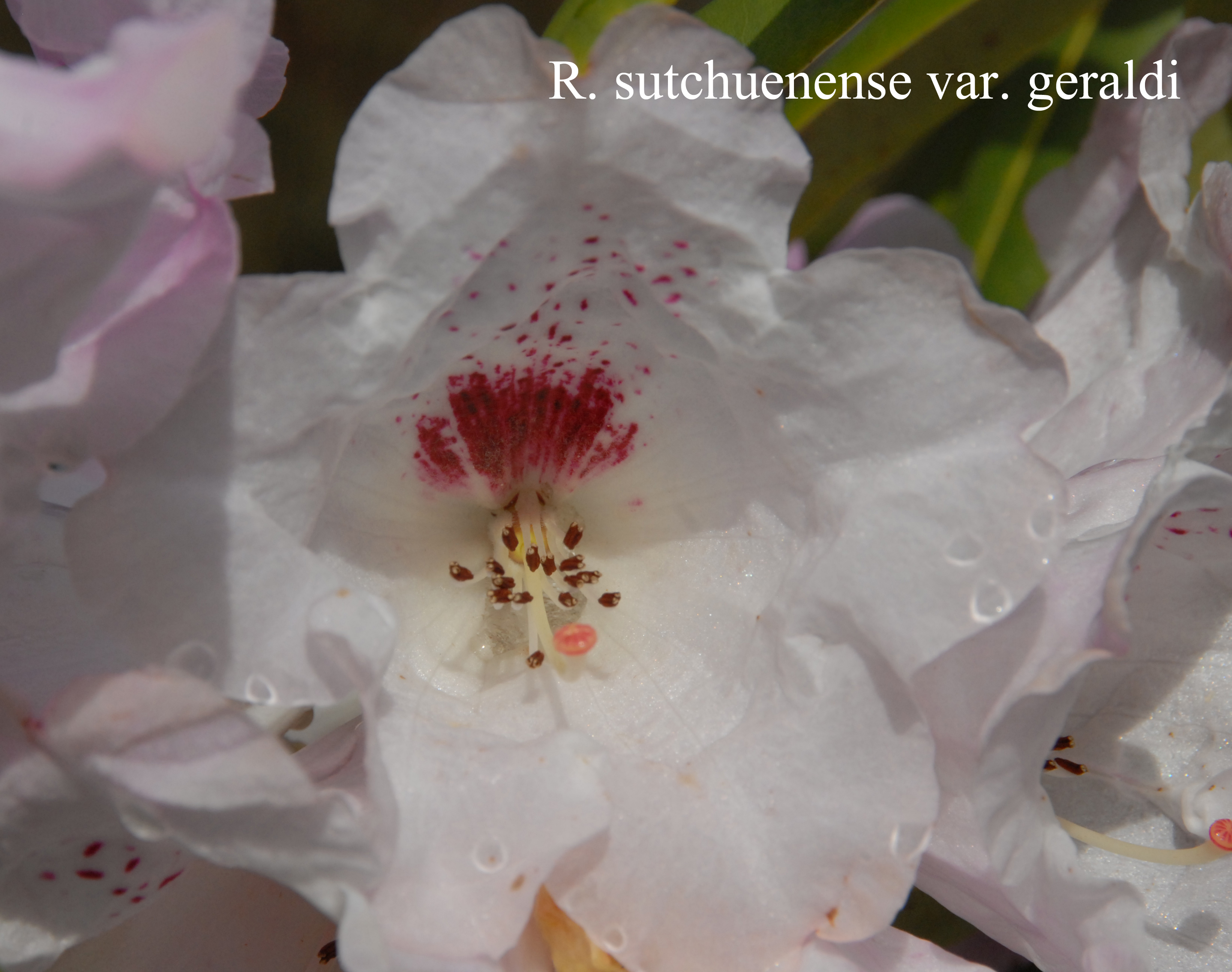 Rhododendron geraldii photo