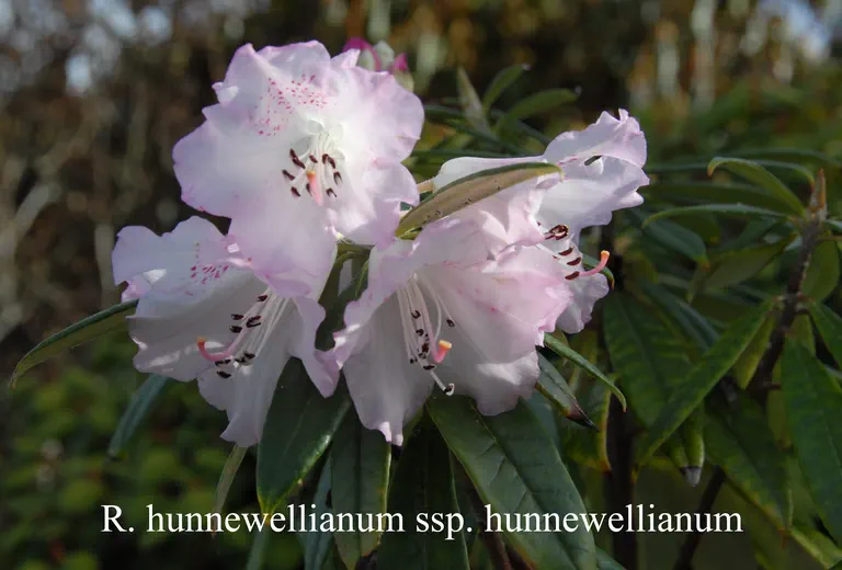 Photo of R. hunnewellianum, Species