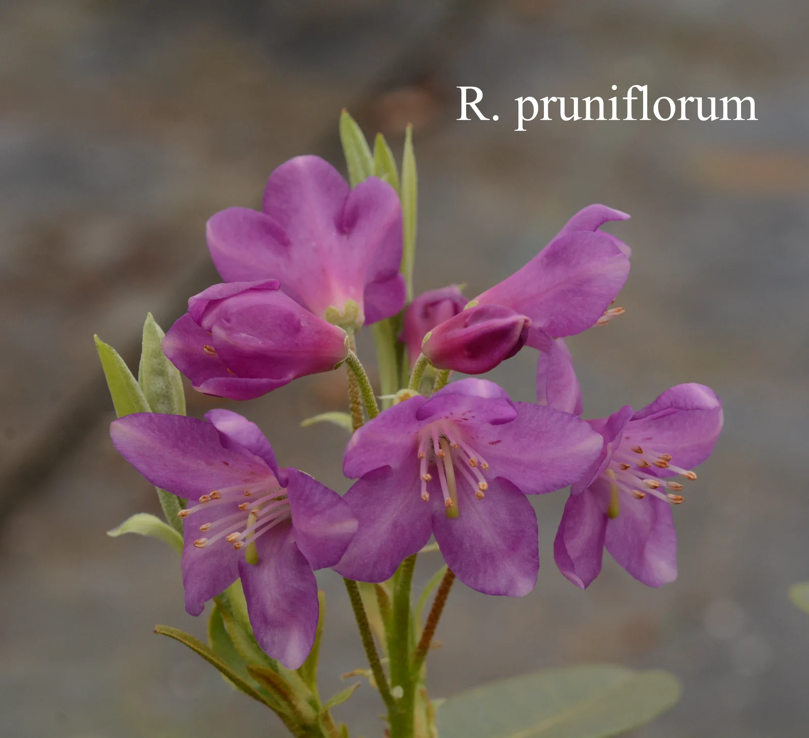 R. pruniflorum photo of R. pruniflorum. Location: Fearing's Farm Nursery, Abbotsford, BC, Canada. Photo by: Harold Fearing