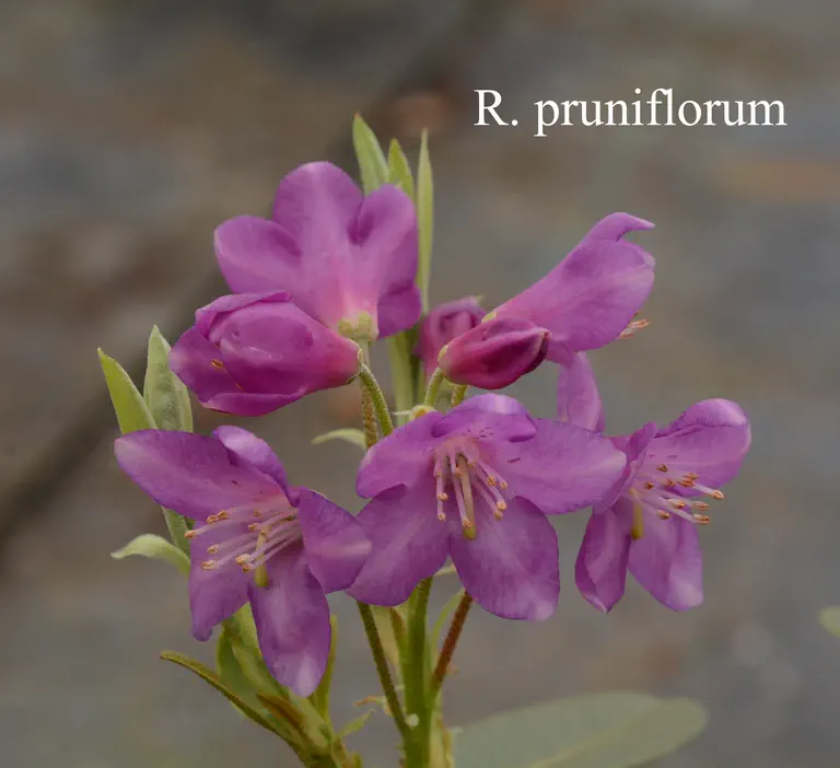 Photo of R. pruniflorum, Species