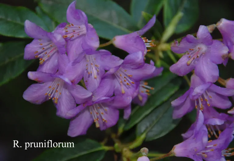 Photo of R. pruniflorum, Species