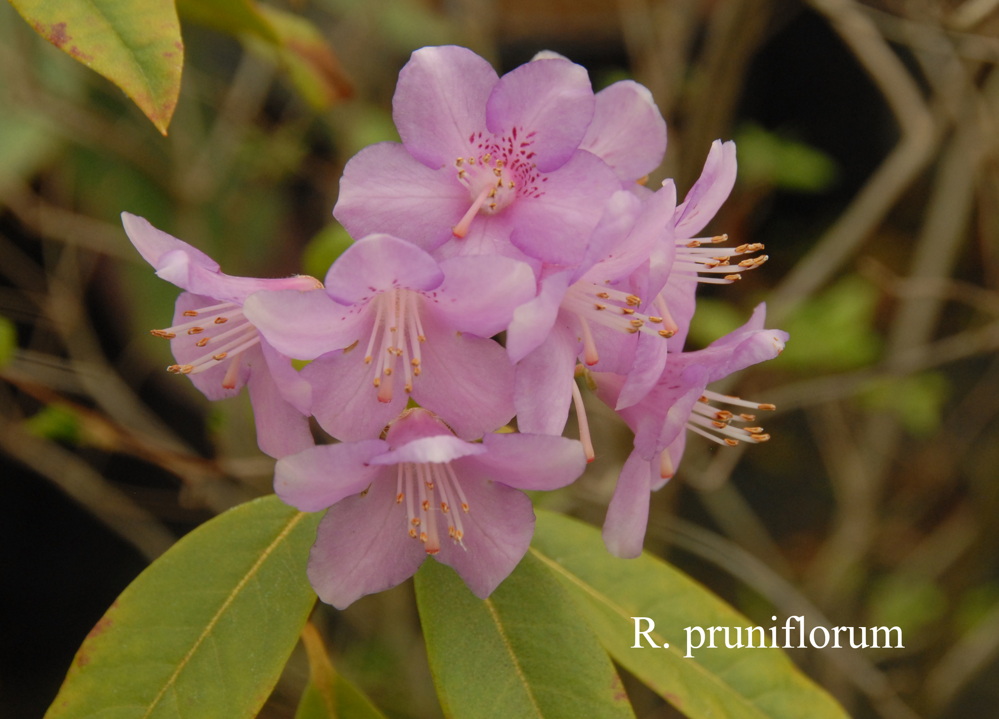 Rhododendron pruniflorum photo