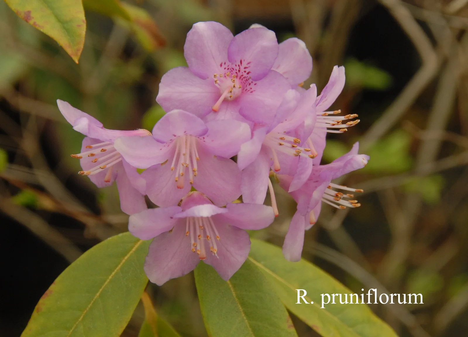 R. pruniflorum photo of R. pruniflorum. Location: Fearing's Farm Nursery, Abbotsford, BC, Canada. Photo by: Harold Fearing