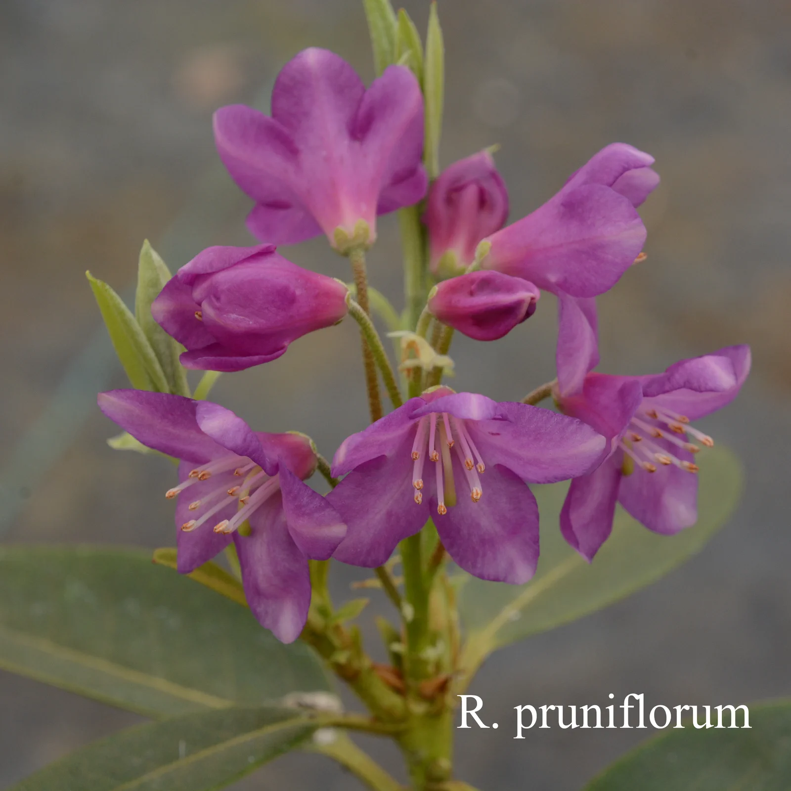 R. pruniflorum photo of R. pruniflorum. Location: Fearing's Farm Nursery, Abbotsford, BC, Canada. Photo by: Harold Fearing