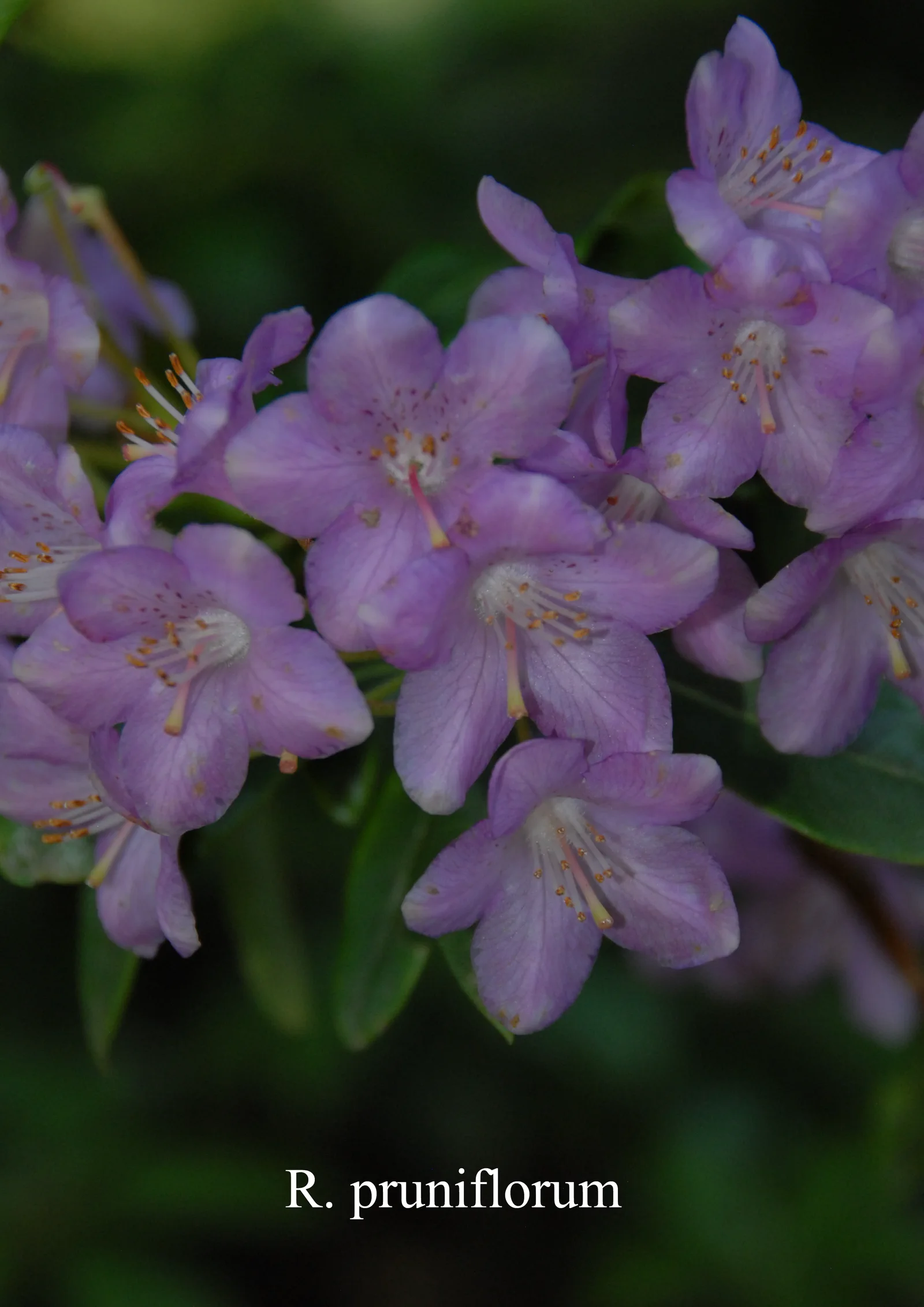 R. pruniflorum photo of R. pruniflorum. Location: Fearing's Farm Nursery, Abbotsford, BC, Canada. Photo by: Harold Fearing