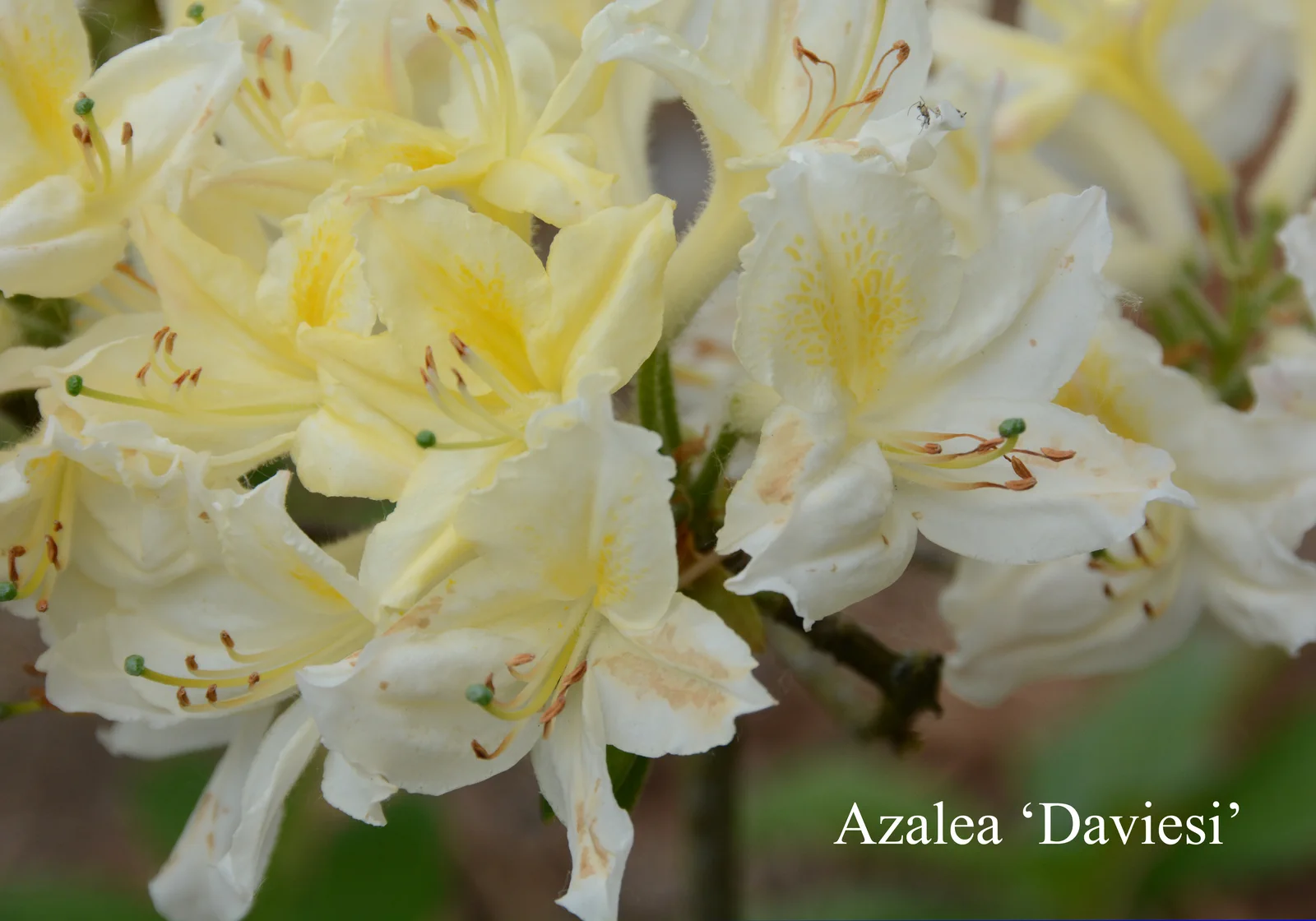 R. 'Daviesii' photo of R. 'Daviesii'. Location: Fearing's Farm Nursery, Abbotsford, BC, Canada. Photo by: Harold Fearing