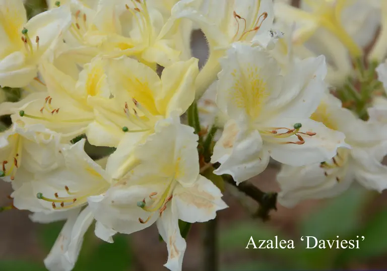 Photo of R. 'Daviesii', Deciduous Azalea Hybrid