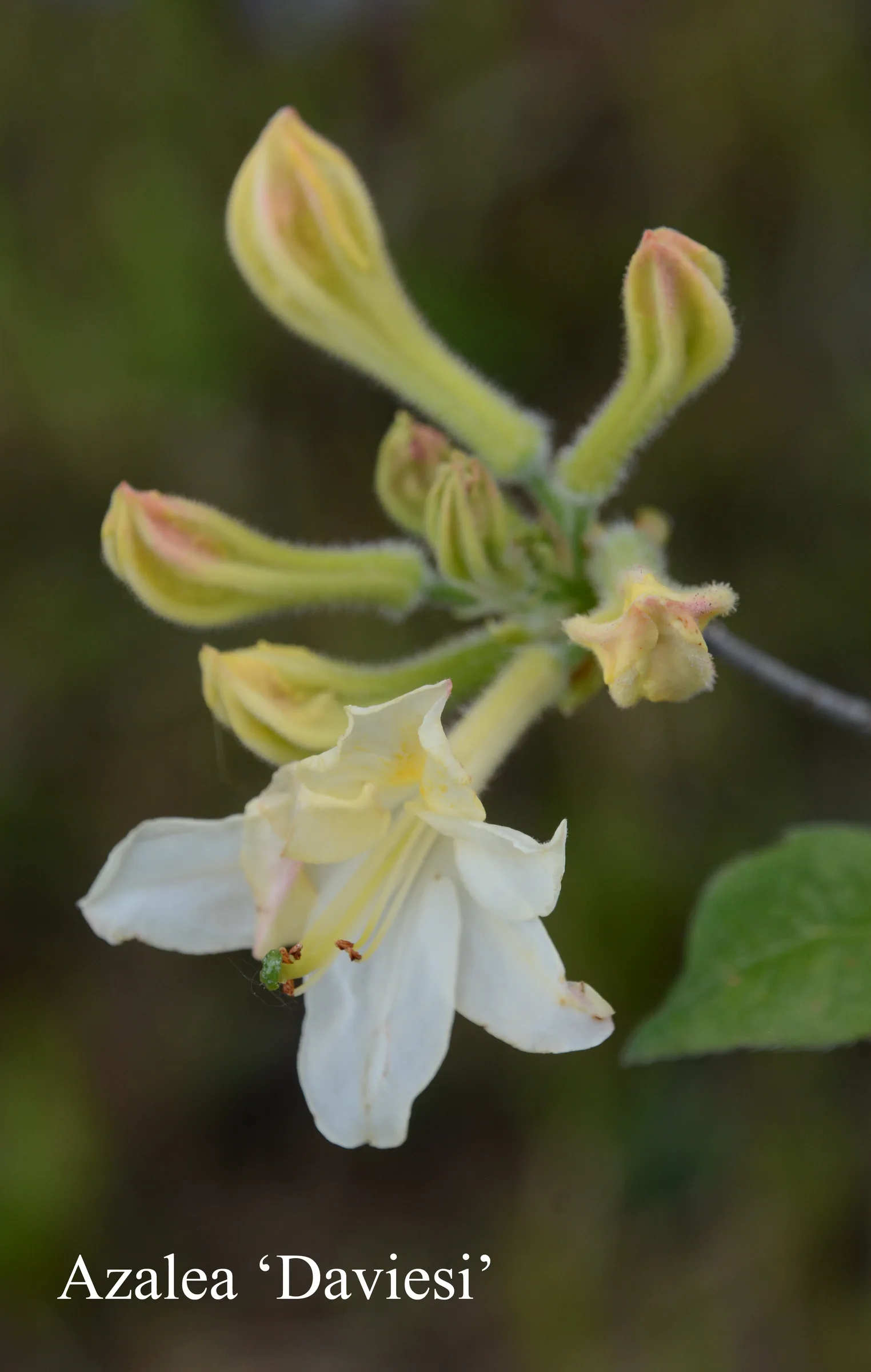 R. 'Daviesii' photo of R. 'Daviesii'. Location: Fearing's Farm Nursery, Abbotsford, BC, Canada. Photo by: Harold Fearing