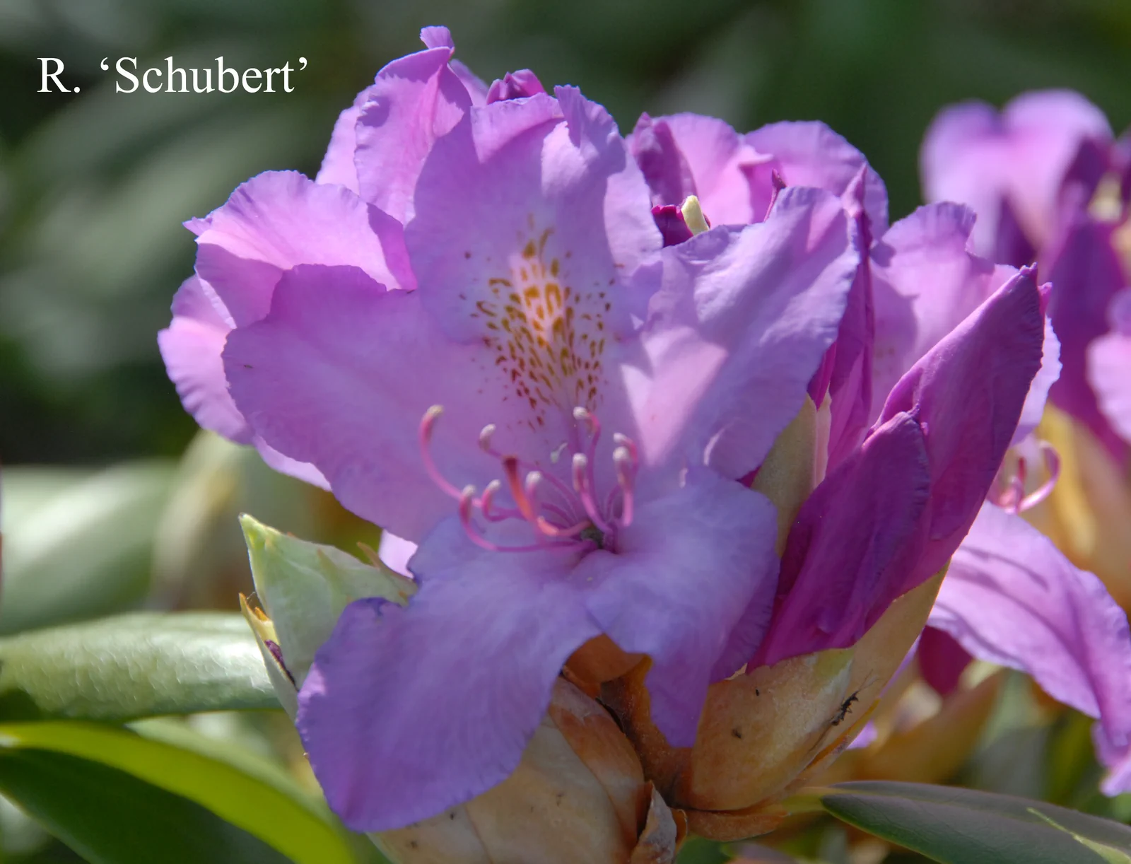R. 'Schubert' photo of R. 'Schubert'. Location: Fearing's Farm Nursery, Abbotsford, BC, Canada. Photo by: Harold Fearing