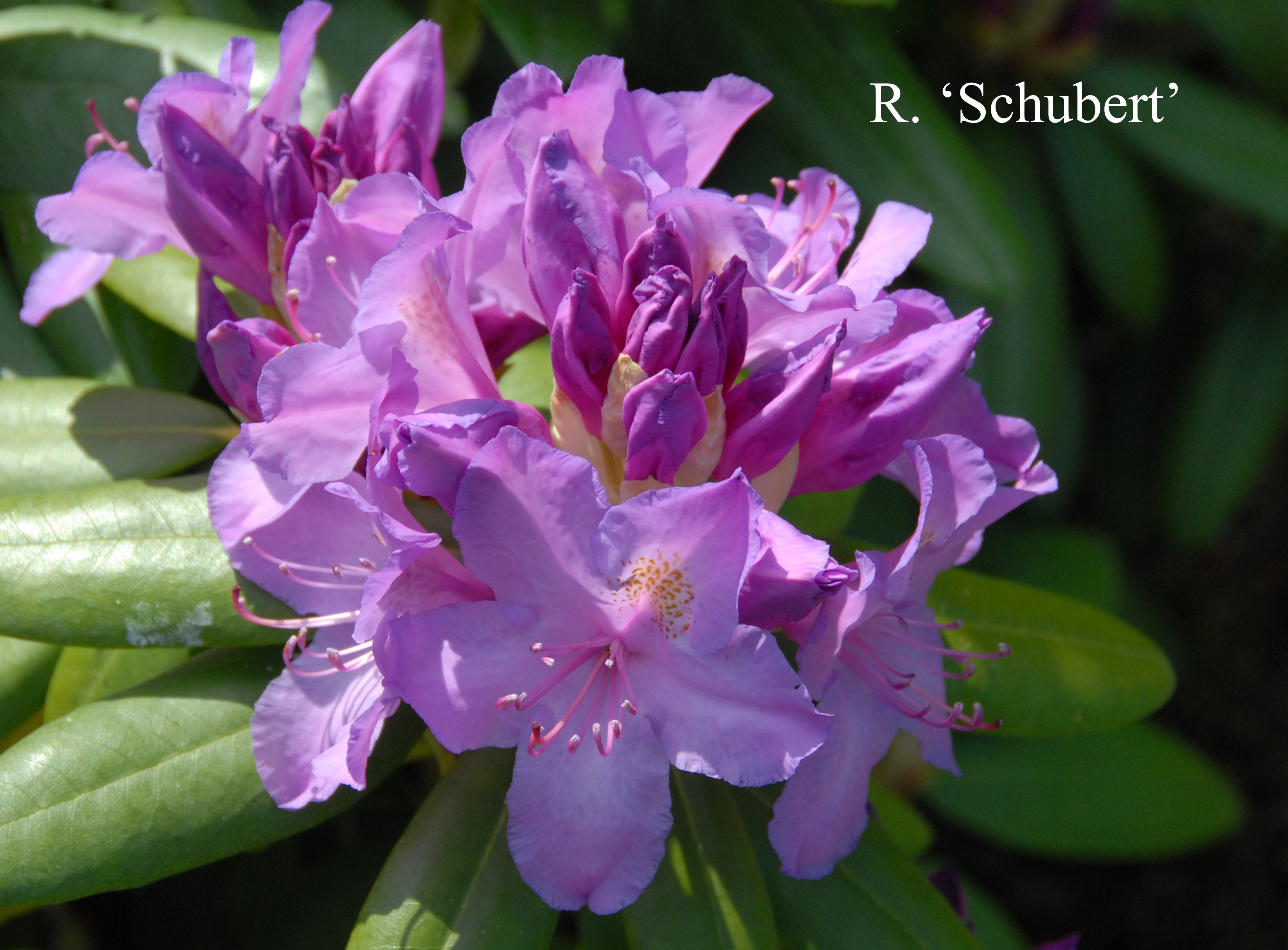 Rhododendron Schubert photo