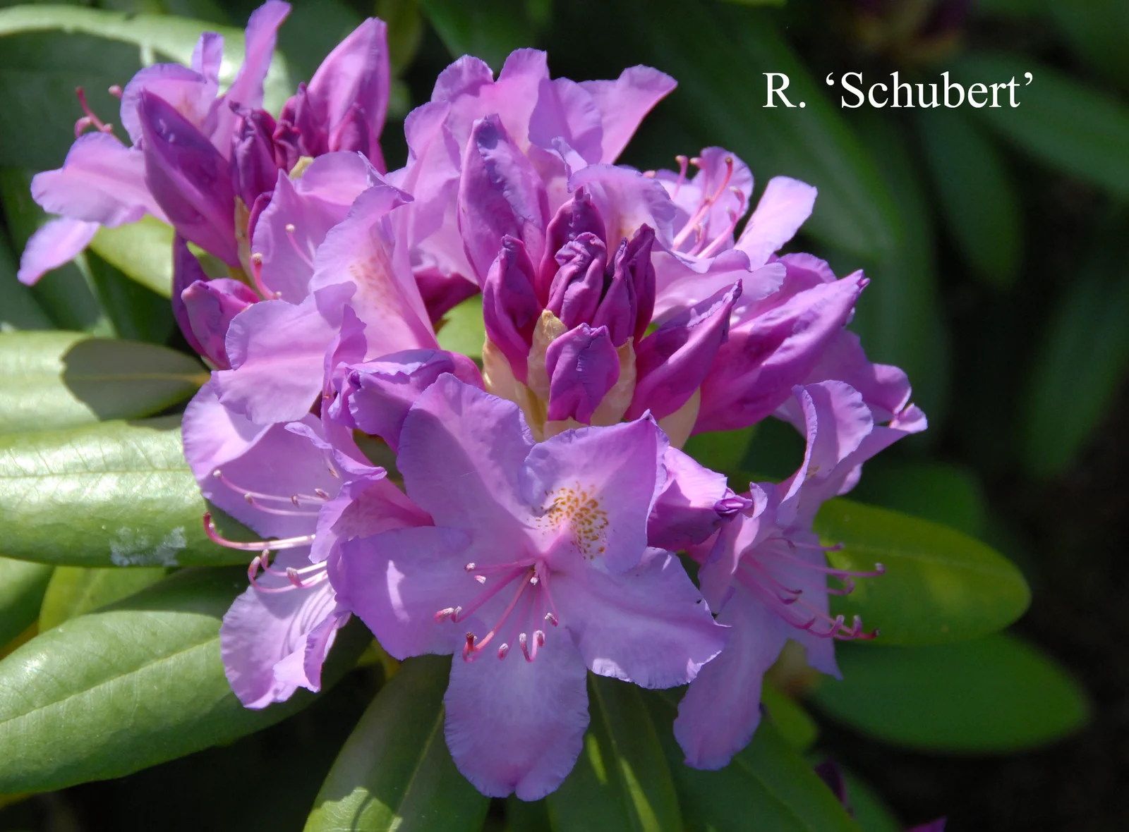 R. 'Schubert' photo of R. 'Schubert'. Location: Fearing's Farm Nursery, Abbotsford, BC, Canada. Photo by: Harold Fearing