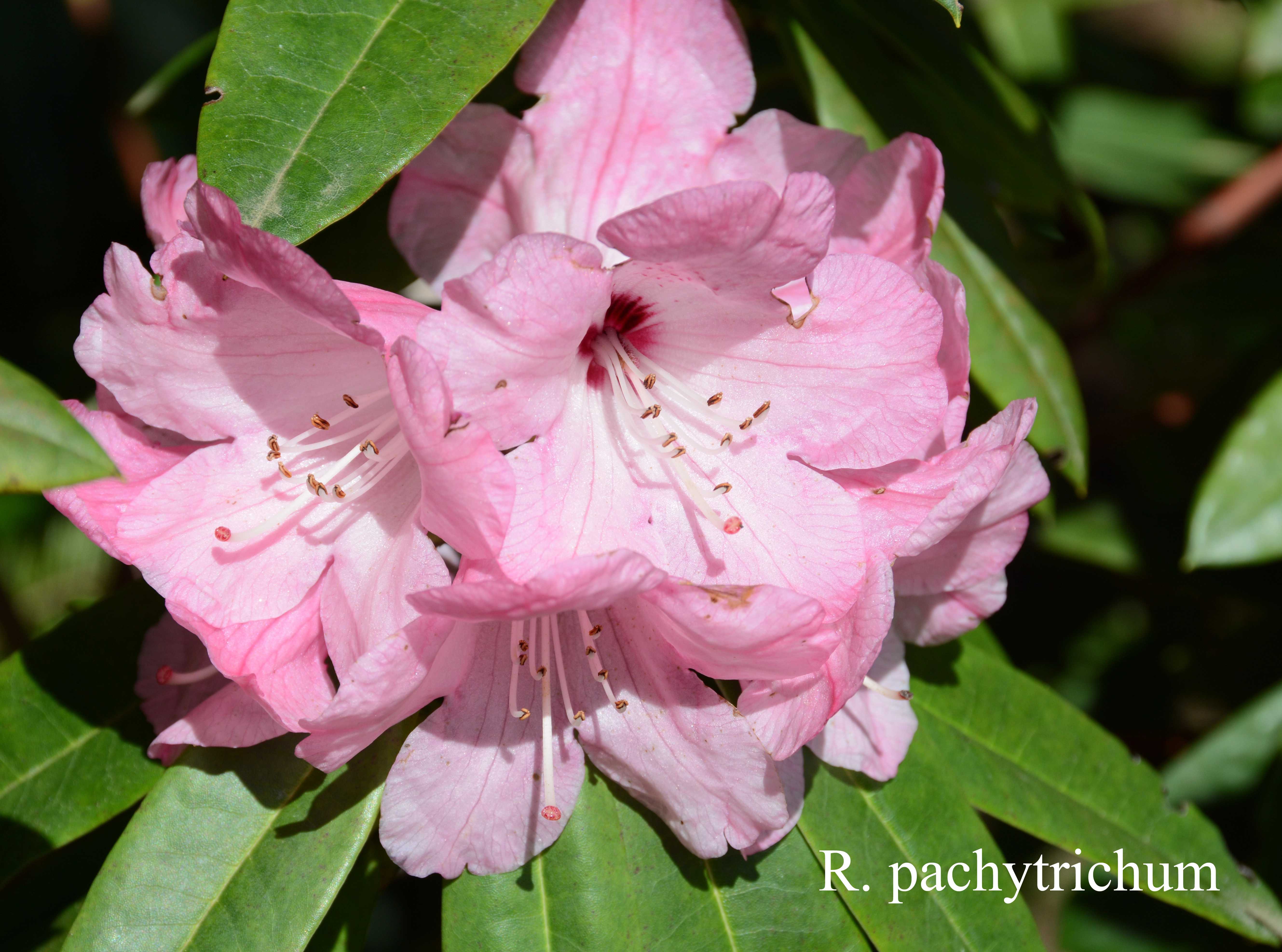 Rhododendron pachytrichum photo